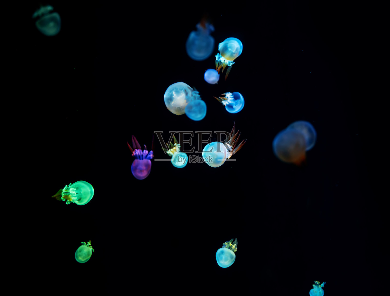 发光的水母漂浮在海洋中照片摄影图片
