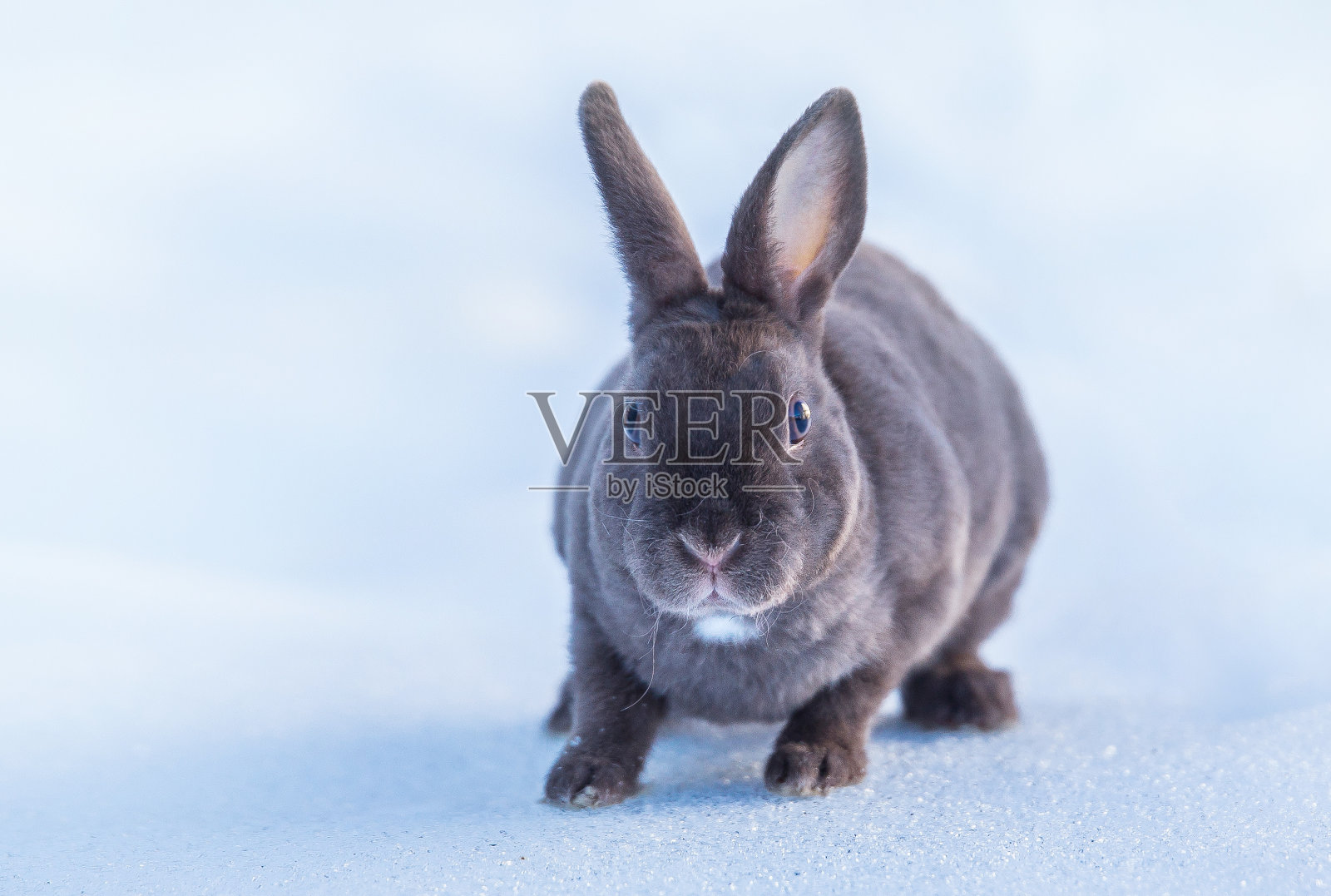 灰色毛茸茸的兔子在雪地里，阳光明媚的冬日照片摄影图片
