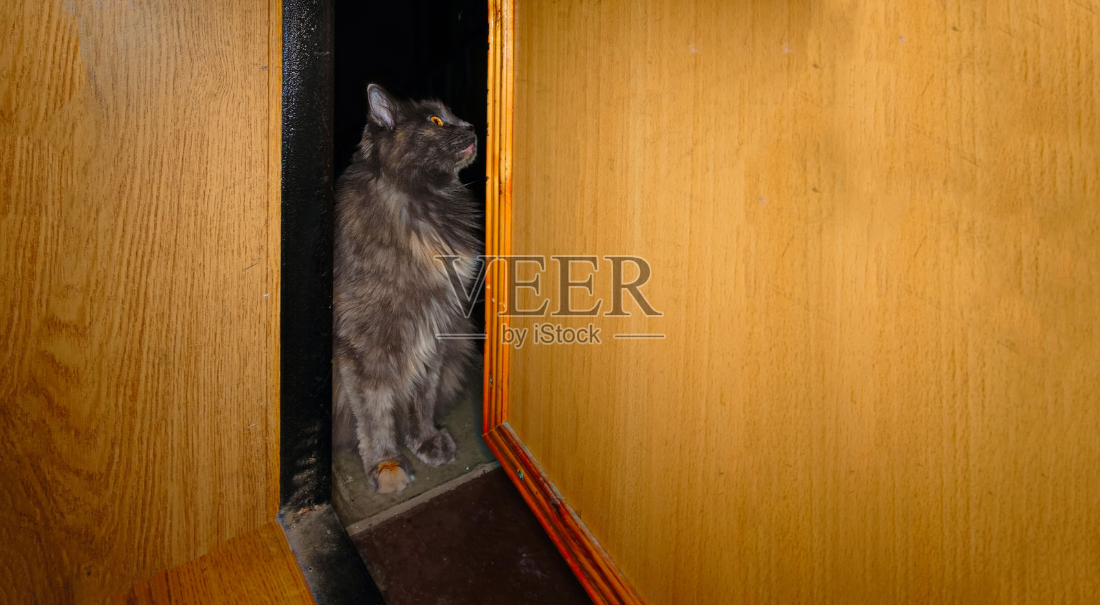 灰猫正坐在敞开的门的缝隙里照片摄影图片
