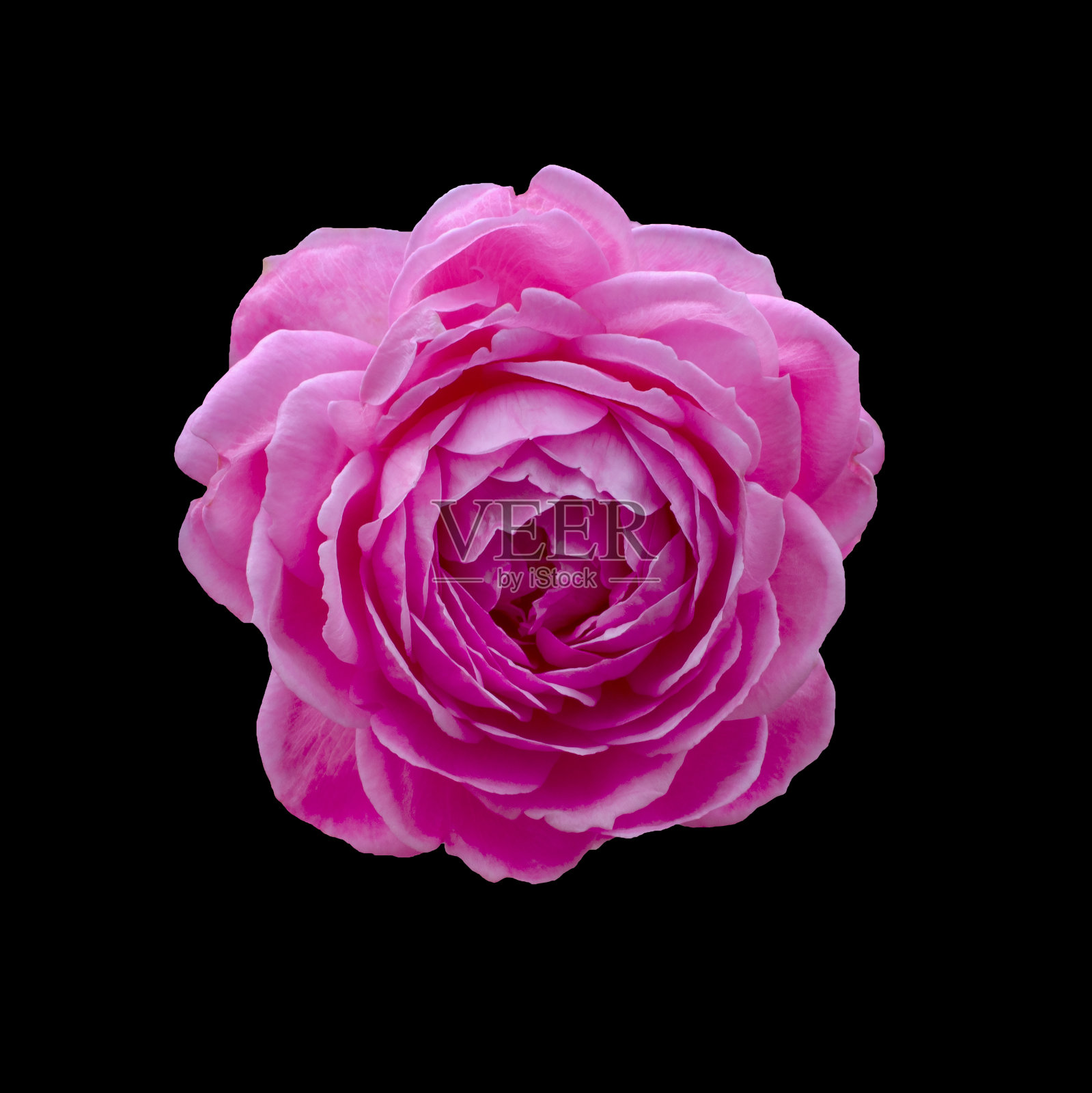 孤立在黑色背景上的粉红玫瑰照片摄影图片