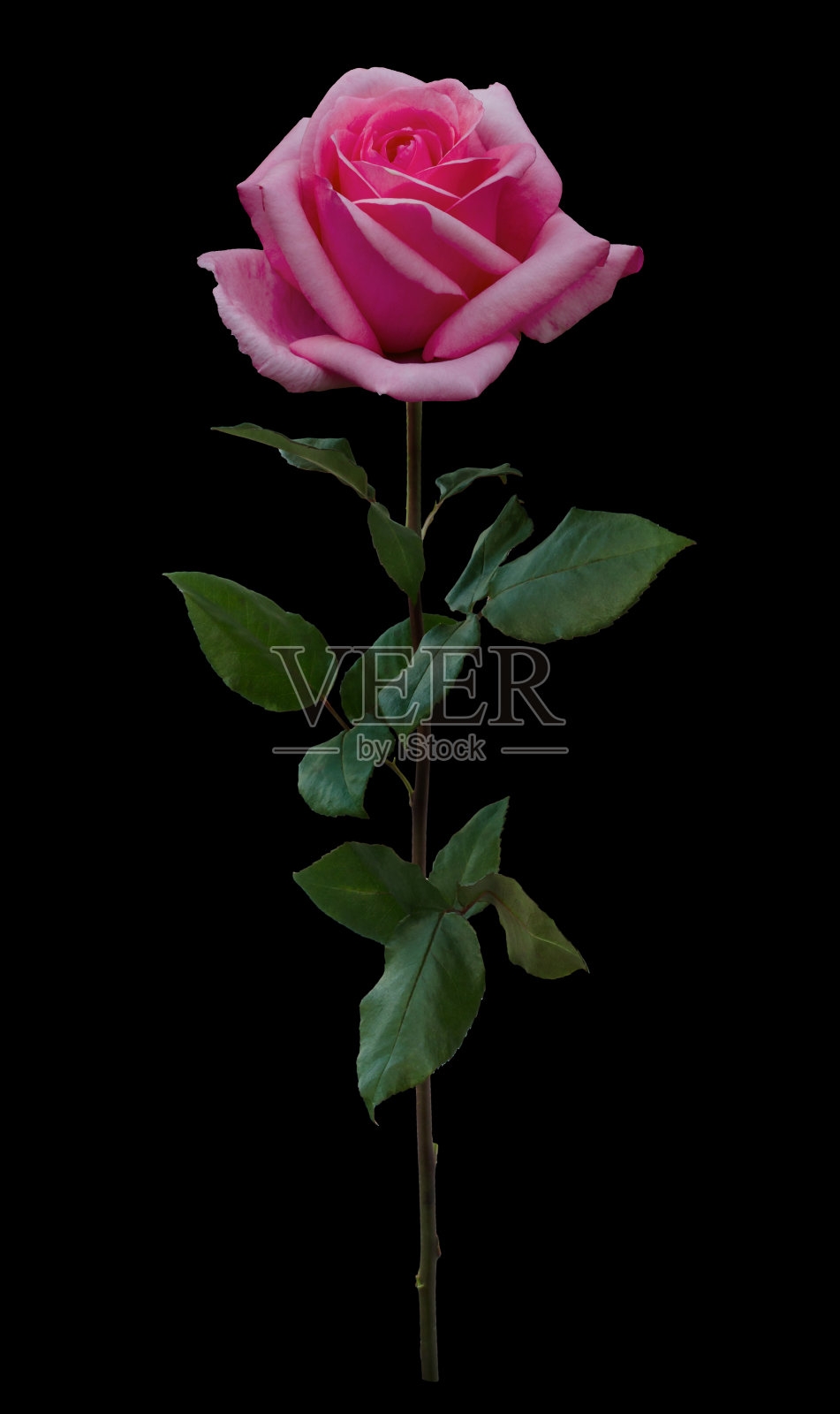 粉红色的玫瑰长着绿色的叶子照片摄影图片