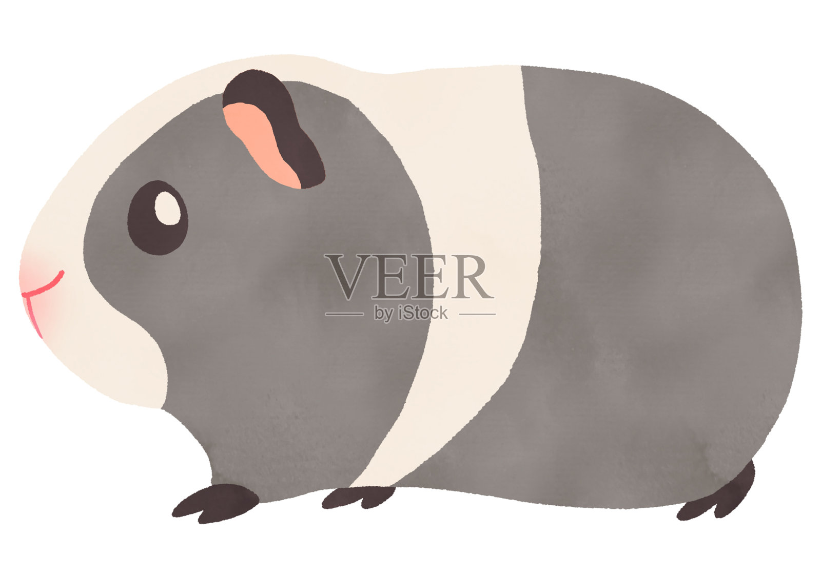 水彩插图可爱的豚鼠走灰色插画图片素材