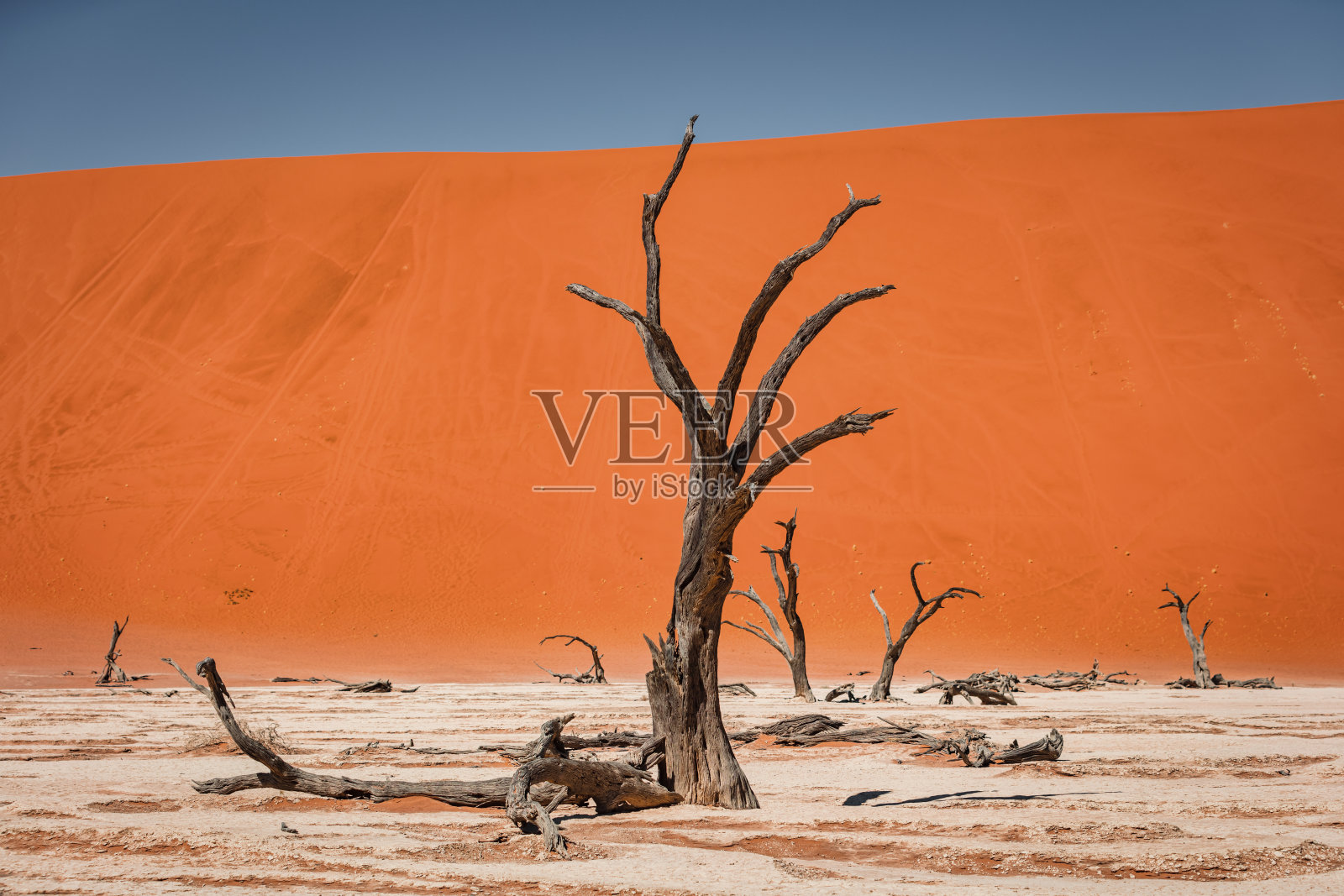 纳米比亚的索苏斯瓦莱沙漠，纳米布沙漠，ssriem死谷沙漠树木照片摄影图片