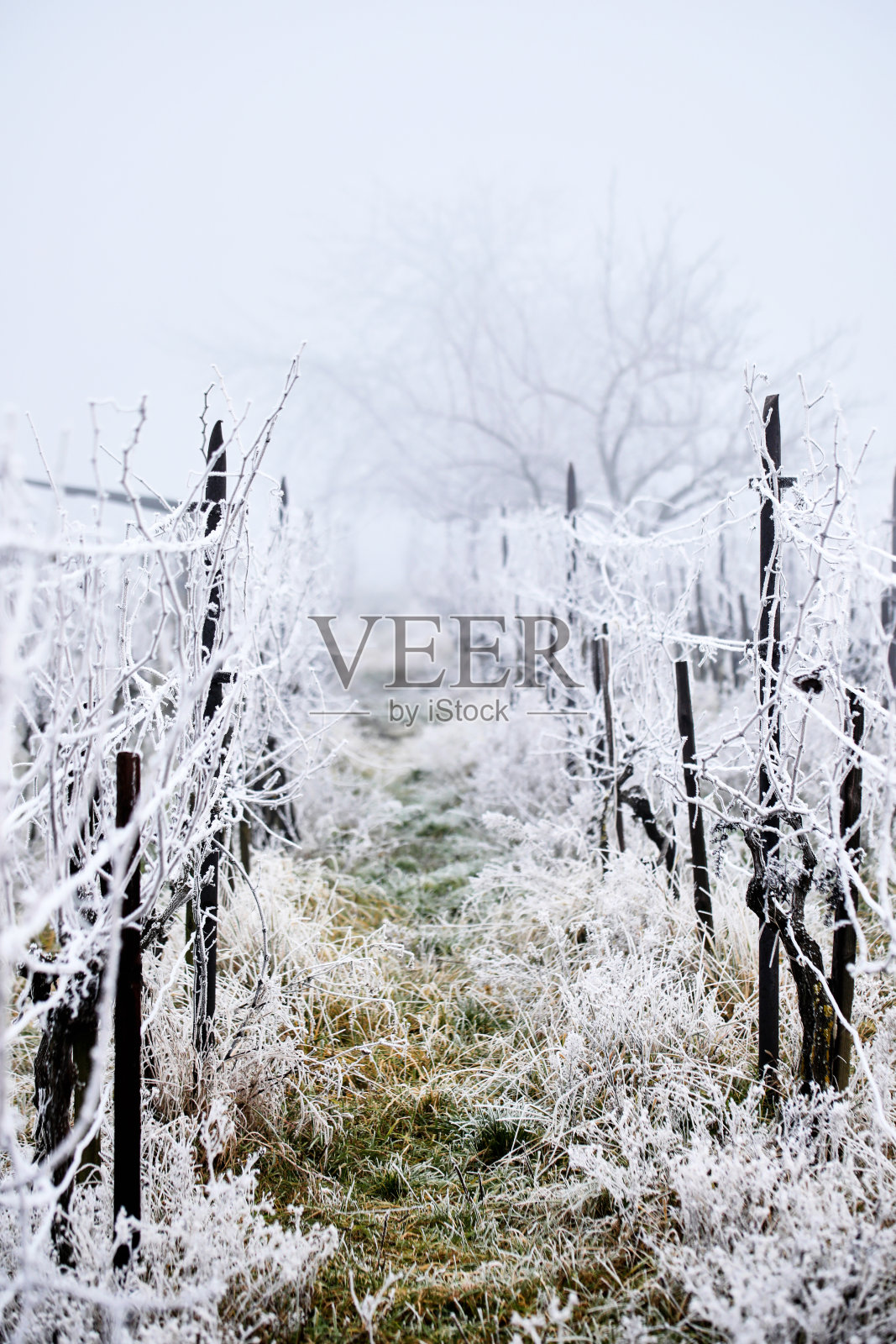 成排的冬霜葡萄园照片摄影图片