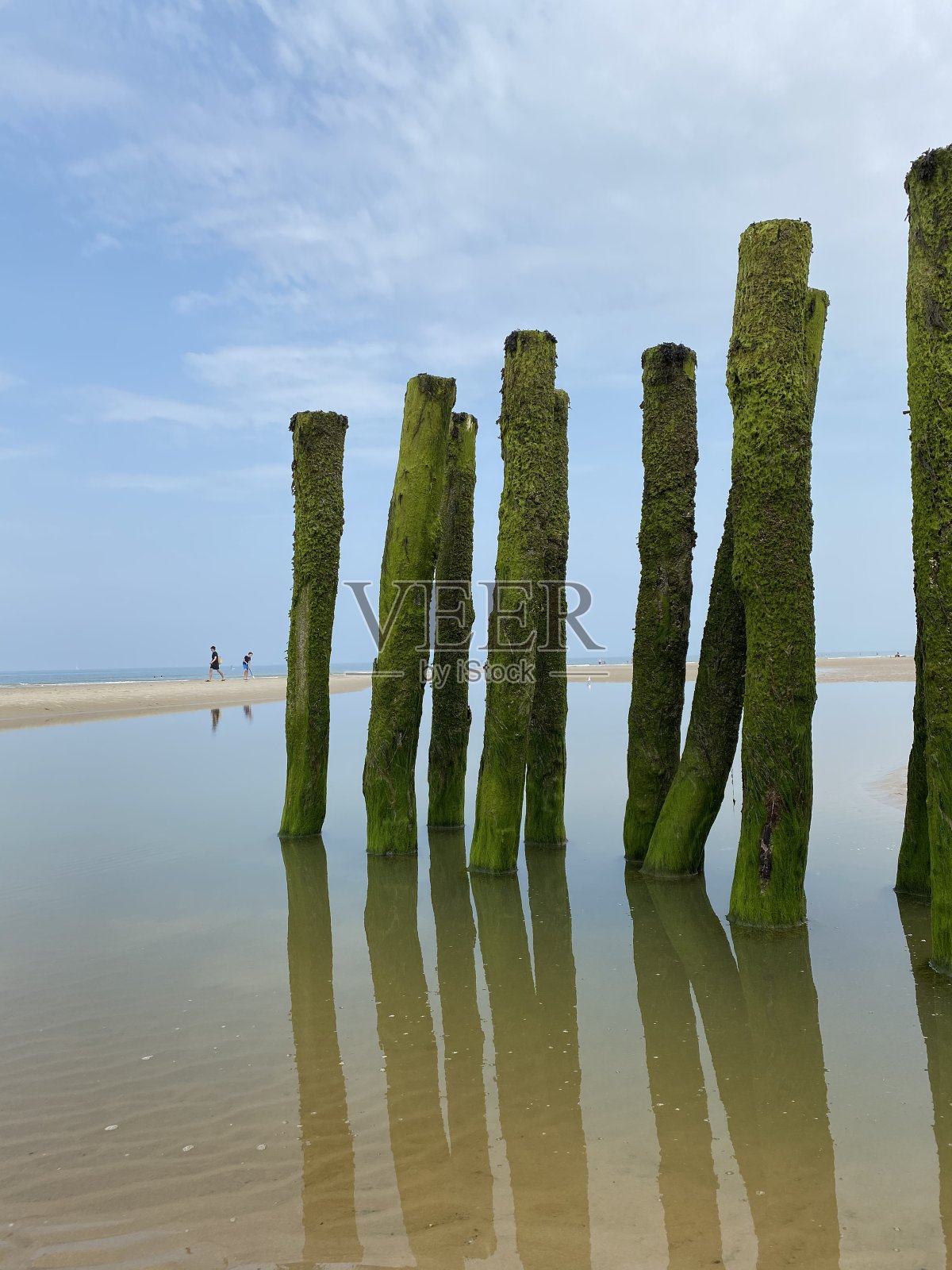 不认识的人走在沙子和被绿色海藻覆盖的海浪在法国海岸的法国蛋白石成本。海滩的柱子在水中反射。照片摄影图片