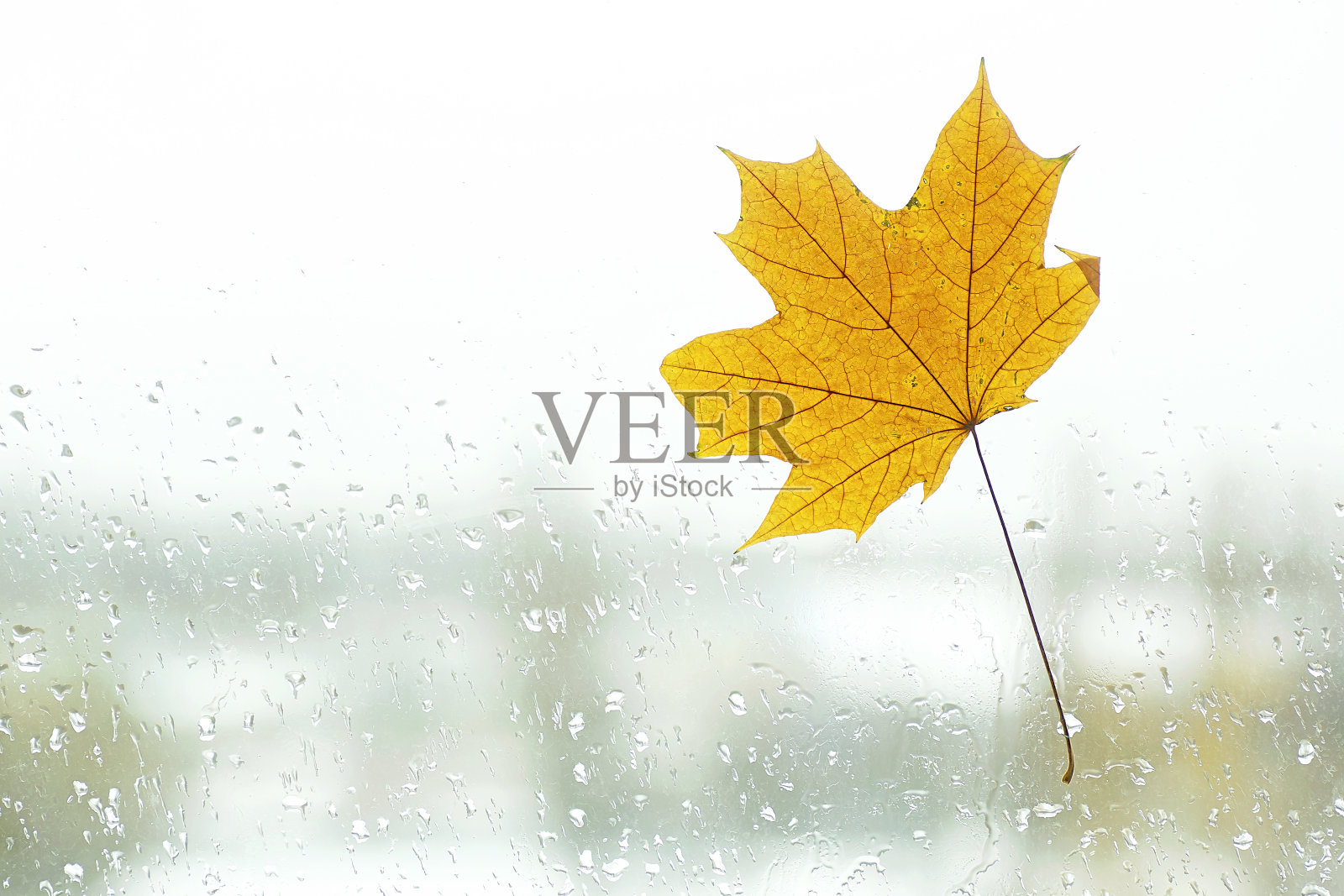 秋天的雨点和落在窗户上的枫叶。照片摄影图片
