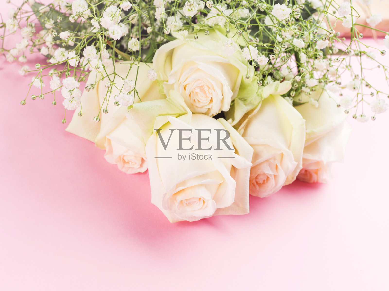 淡粉色背景上的白玫瑰花束照片摄影图片