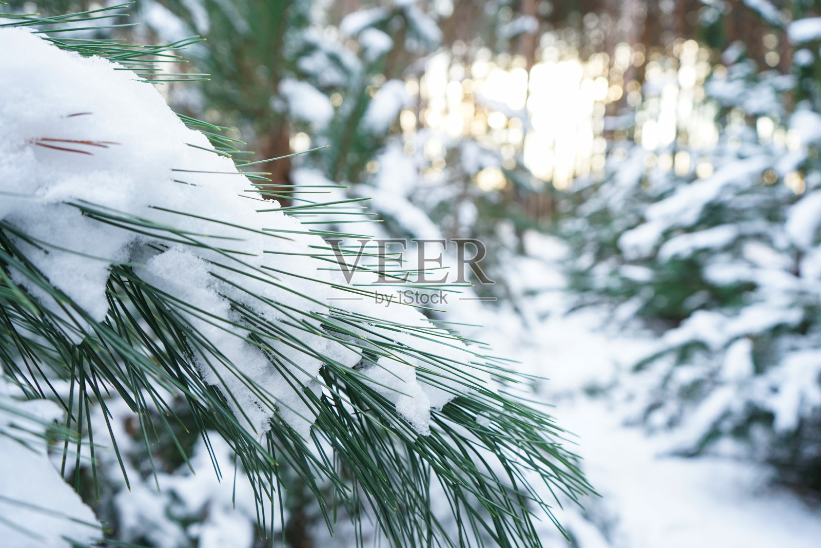 白雪覆盖的冷杉树枝，冬天的森林，�损失。照片摄影图片