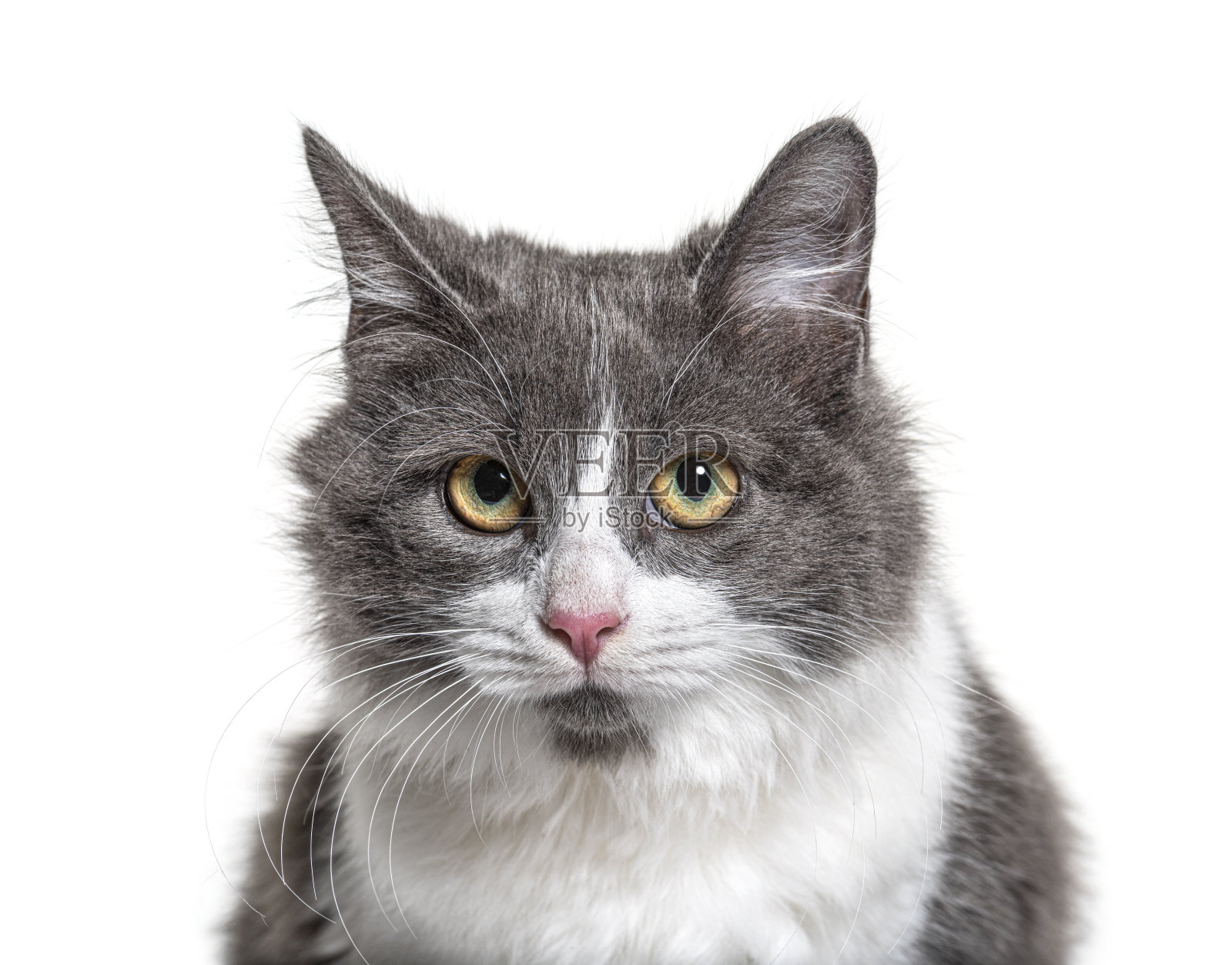 这是一只年轻的杂交猫，蓝眼睛照片摄影图片