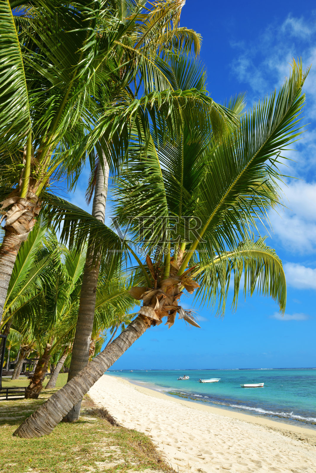 毛里求斯岛热带沙滩上的椰子树。照片摄影图片