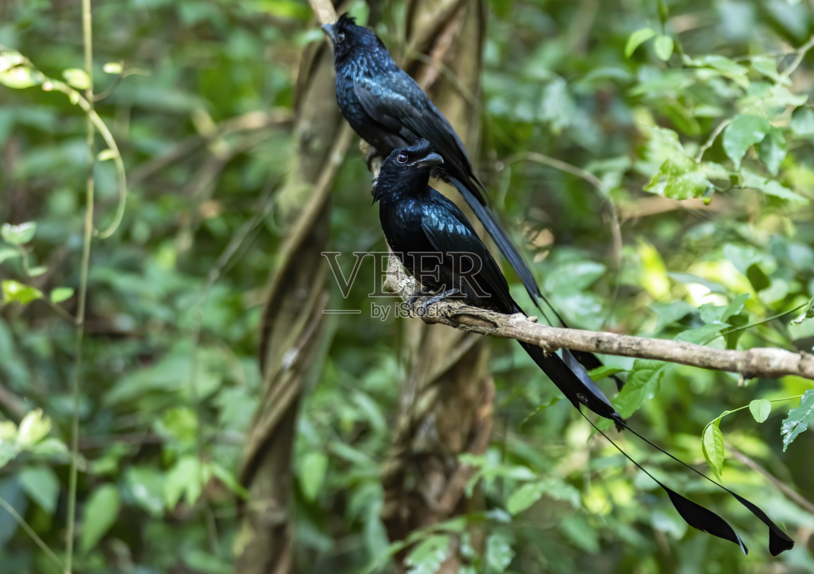 栖息在树枝上的大拍尾卷尾燕，泰国照片摄影图片