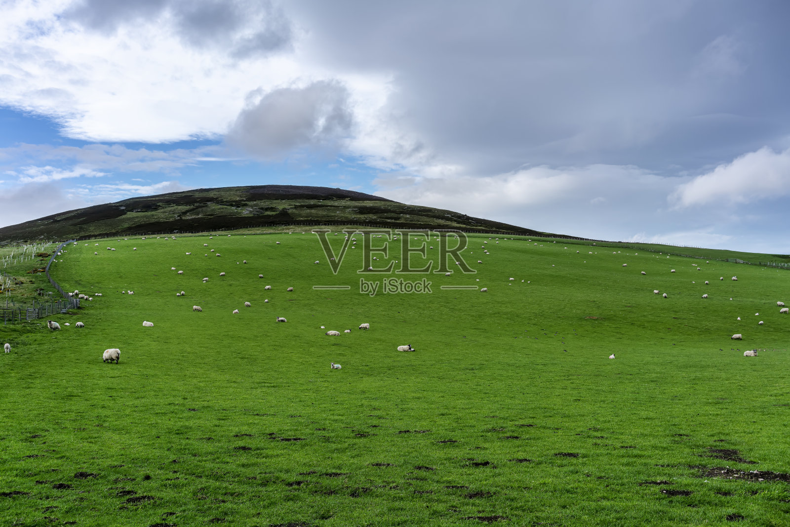 从因弗内斯到艾维莫尔的美丽风景公路之旅，观赏散落在苏格兰农场的羊群照片摄影图片