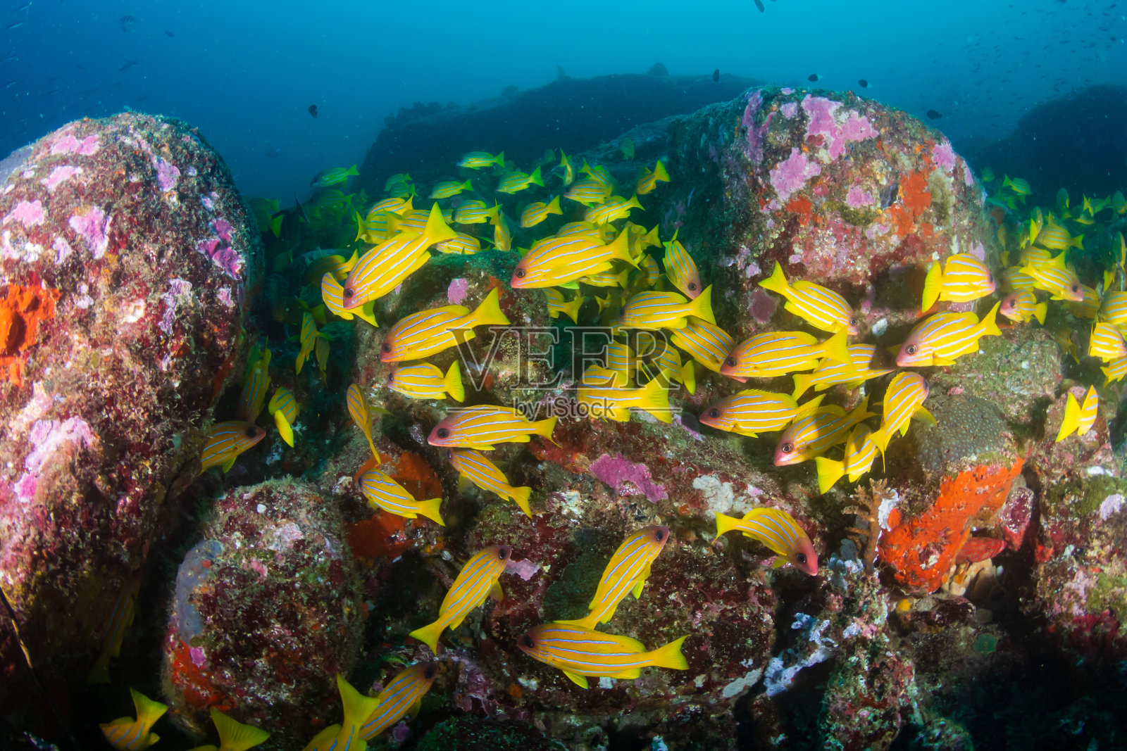 一群蓝条纹鲷在一个黑暗，阴暗的珊瑚礁上照片摄影图片
