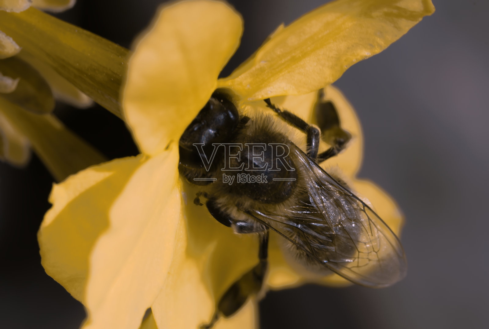 意大利北部一个阳光明媚的日子里，蜜蜂在为冬季茉莉授粉。照片摄影图片
