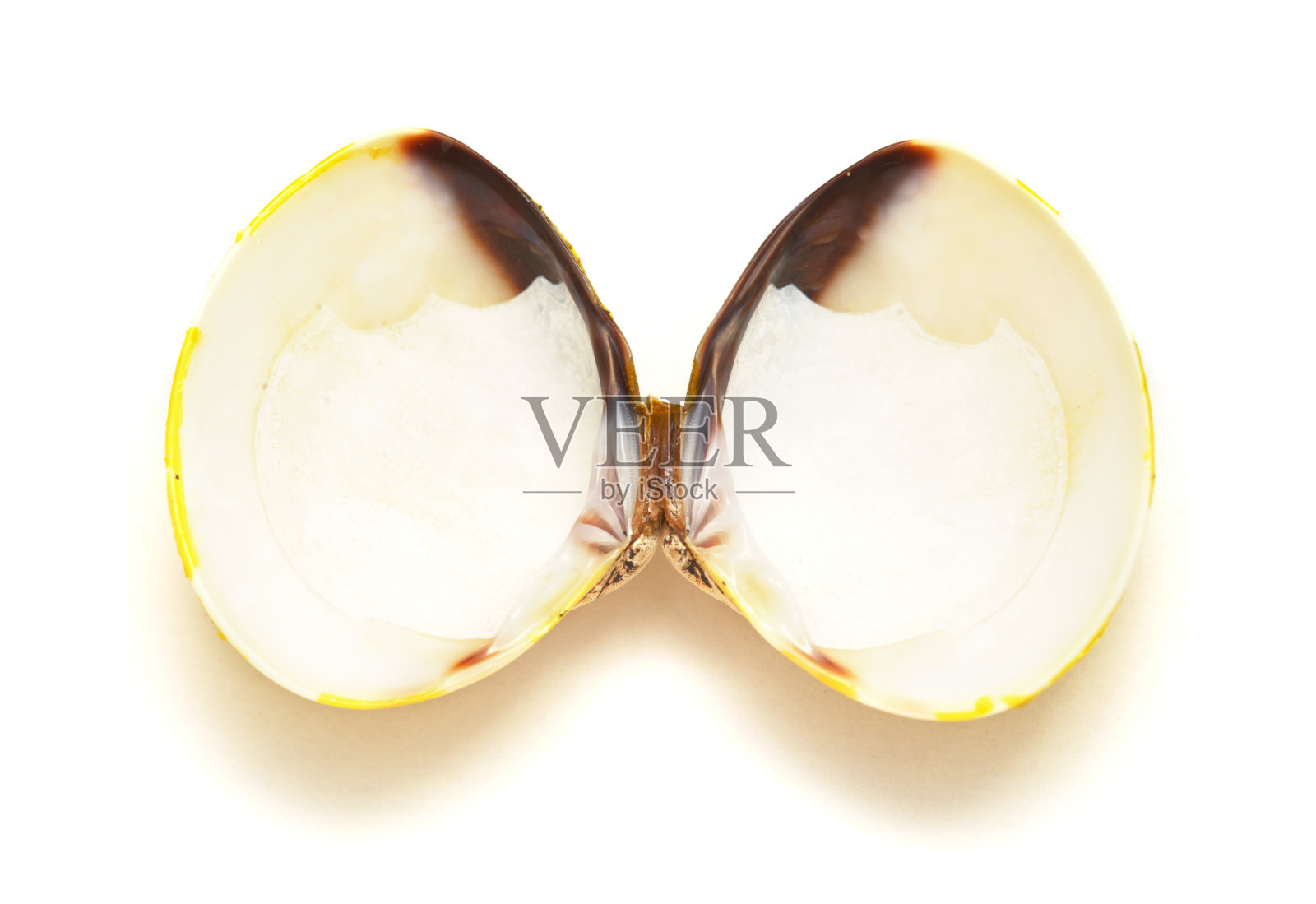 淡水蛤的黄色壳，孤立在白色背景上照片摄影图片