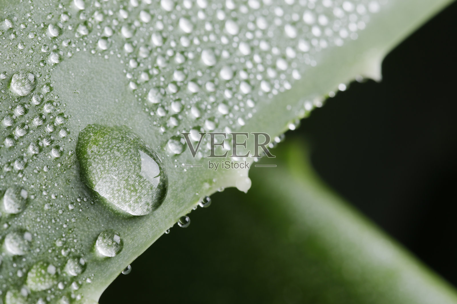 有水滴的绿色芦荟植物照片摄影图片