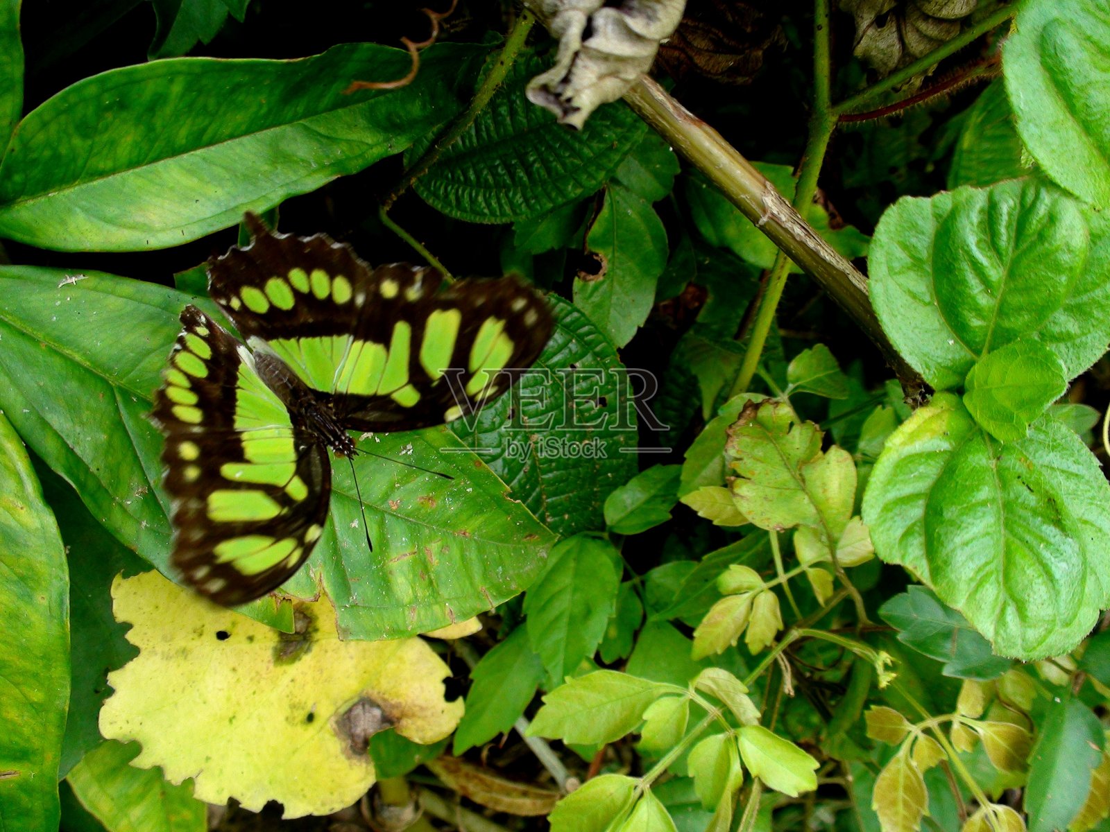 蝴蝶昆虫- siproeta石英石-孔雀石照片摄影图片