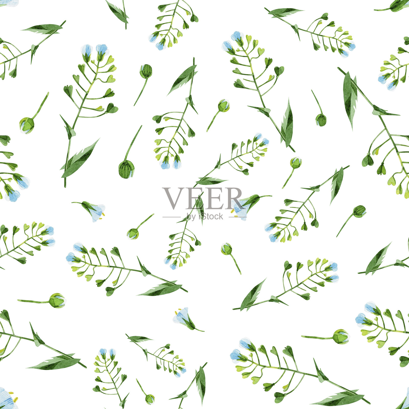 水彩无缝图案荠菜。药用草地鲜花。野花，白色背景上的植物花纹理。适用于纺织品、印刷、包装、壁纸。插画图片素材