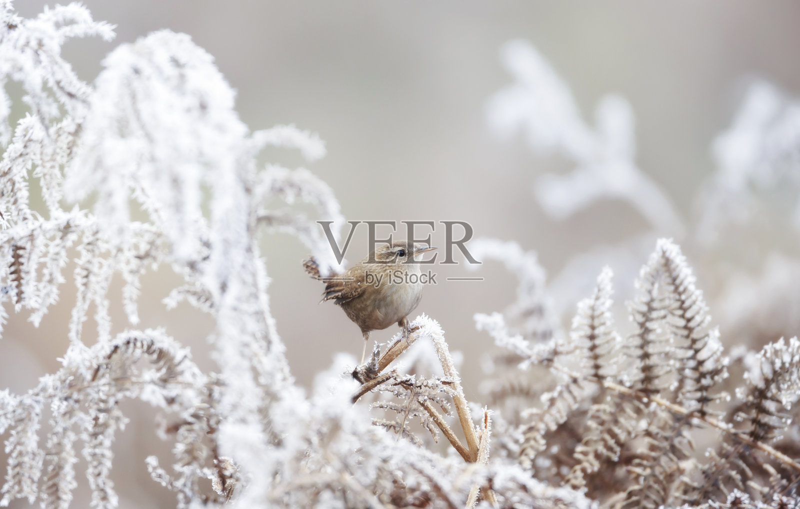 特写一只鹪鹩栖息在一棵霜冻的蕨类上照片摄影图片