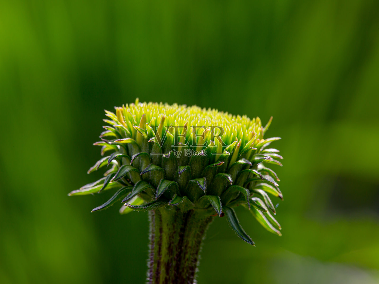 金盏花(金盏花)的绿色芽的特写，背景模糊照片摄影图片