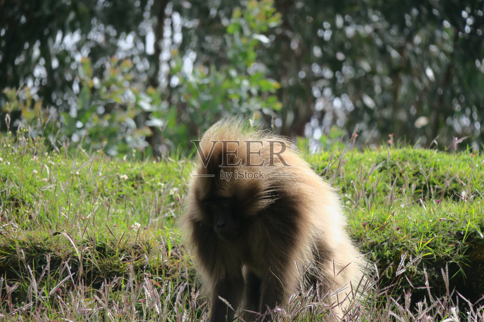Gelada(狒狒)或流血的心猴是一种旧世界的猴子，发现于埃塞俄比亚高地，在半明山有大量的种群照片摄影图片