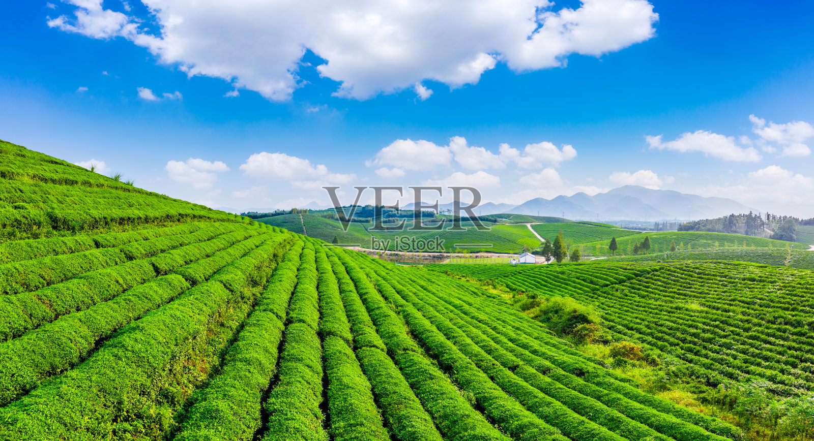 绿茶种植园鸟瞰图。照片摄影图片