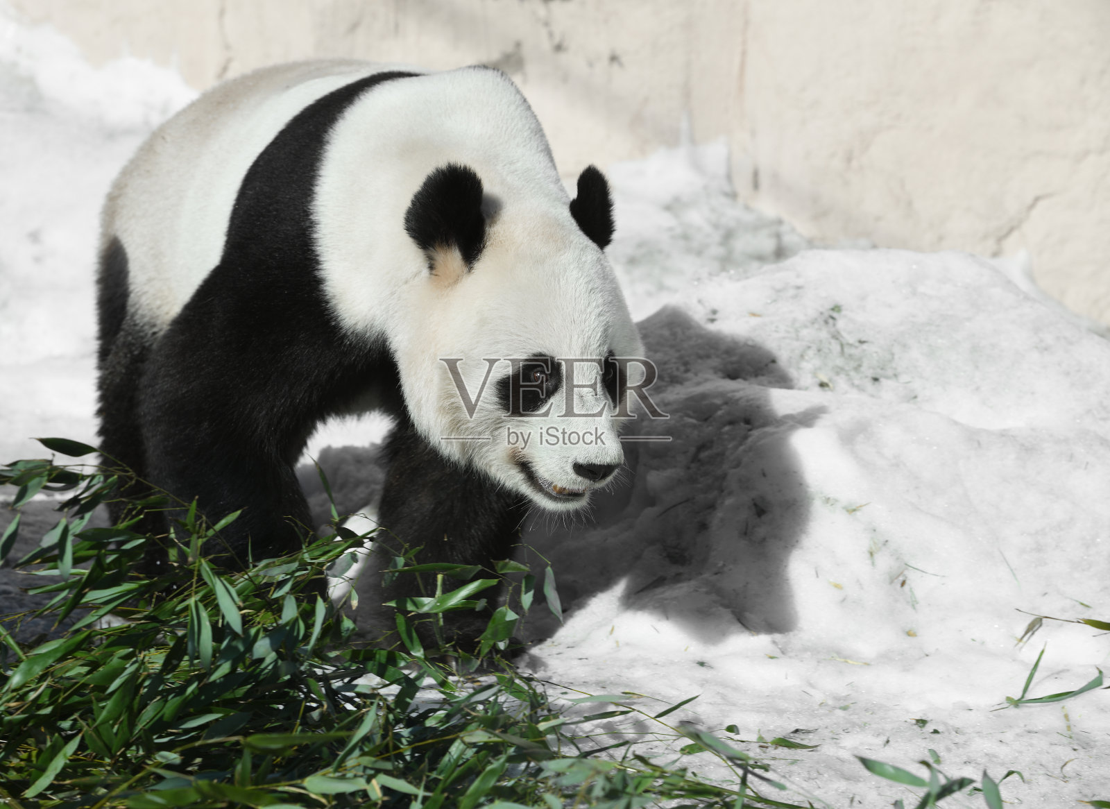 大熊猫(Ailuropoda melanoleuca)，也叫熊猫熊或简单的熊猫，去吃竹子照片摄影图片