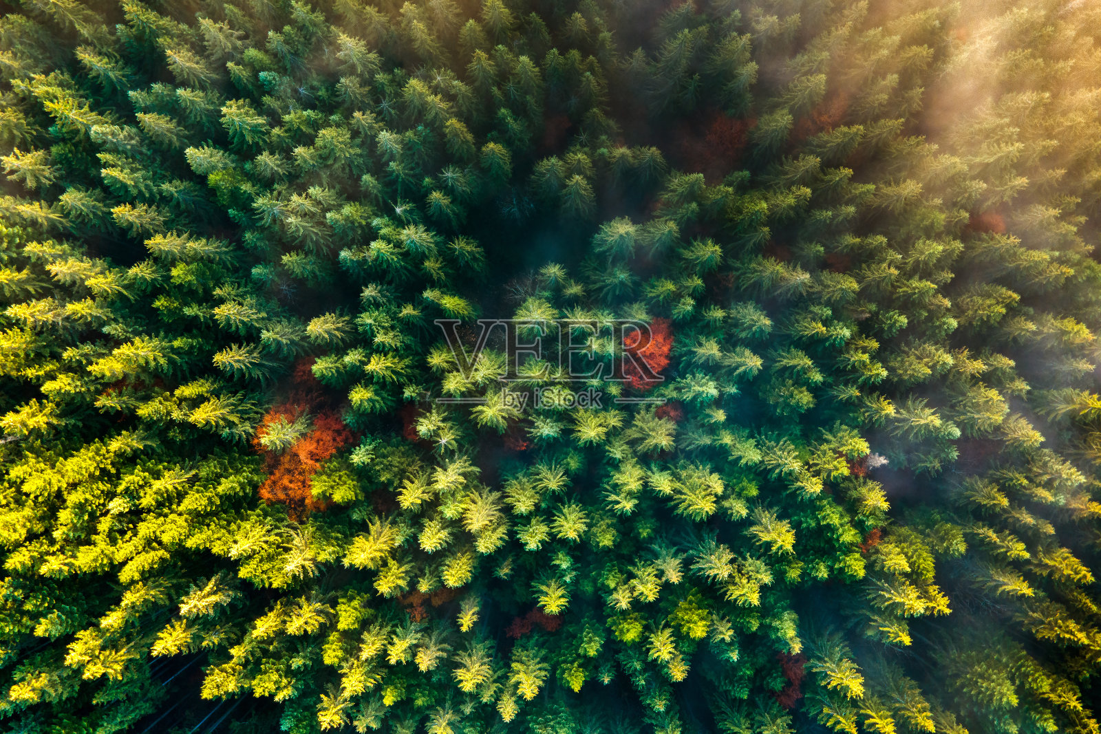 鸟瞰图的浓密的绿色松林与云杉树冠在秋天的山。照片摄影图片