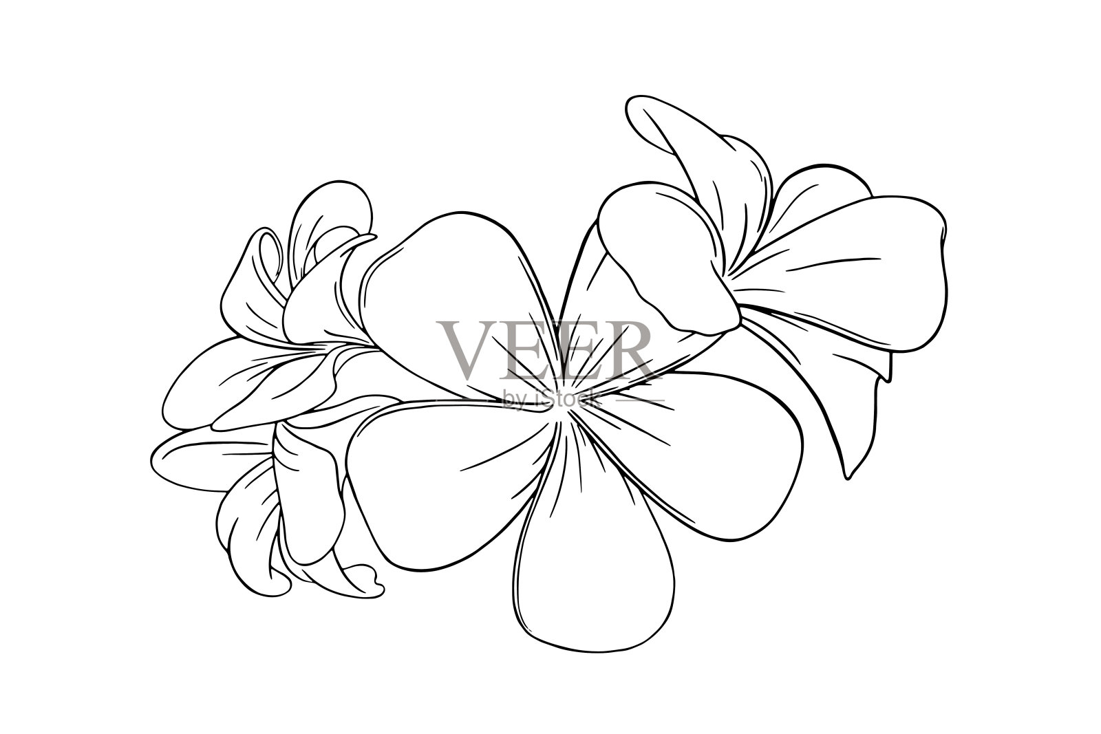 鸡蛋花或鸡蛋花属热带花。雕刻的鸡蛋花孤立在白色背景。矢量图插画图片素材