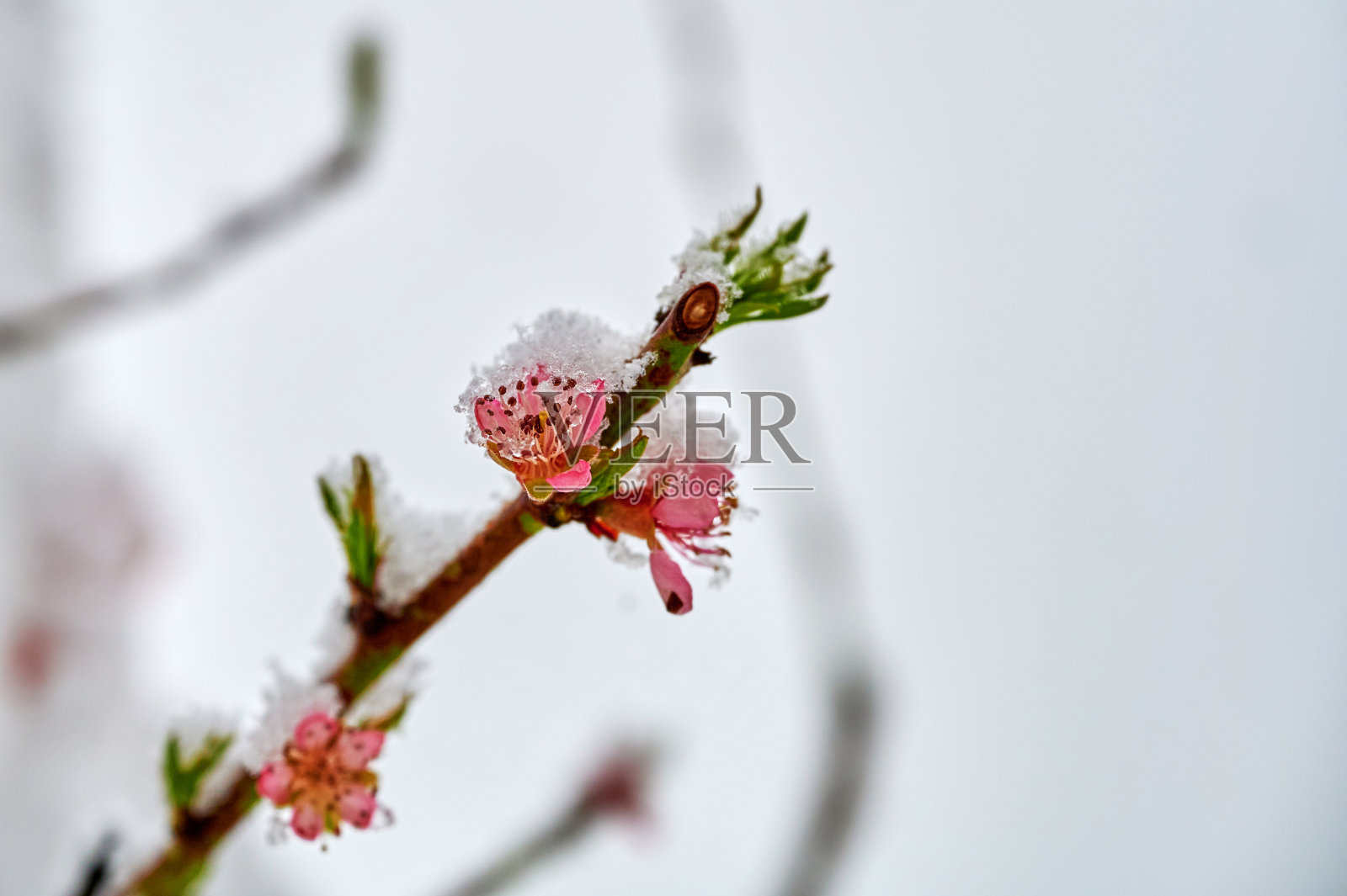 霜冻的冬季风景-冰雪覆盖一枝盛开的桃子照片摄影图片