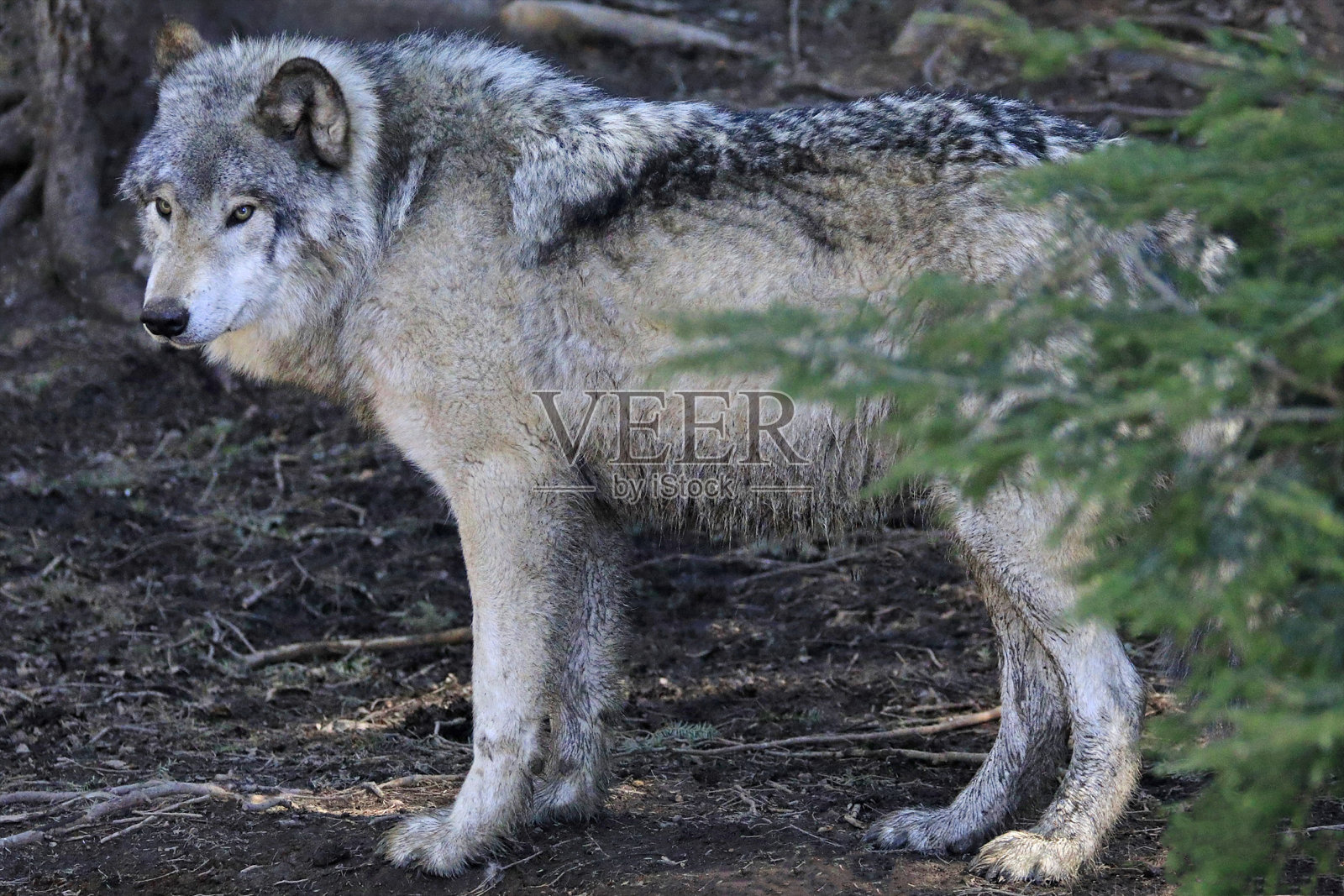 森林中的狼，加拿大魁北克照片摄影图片
