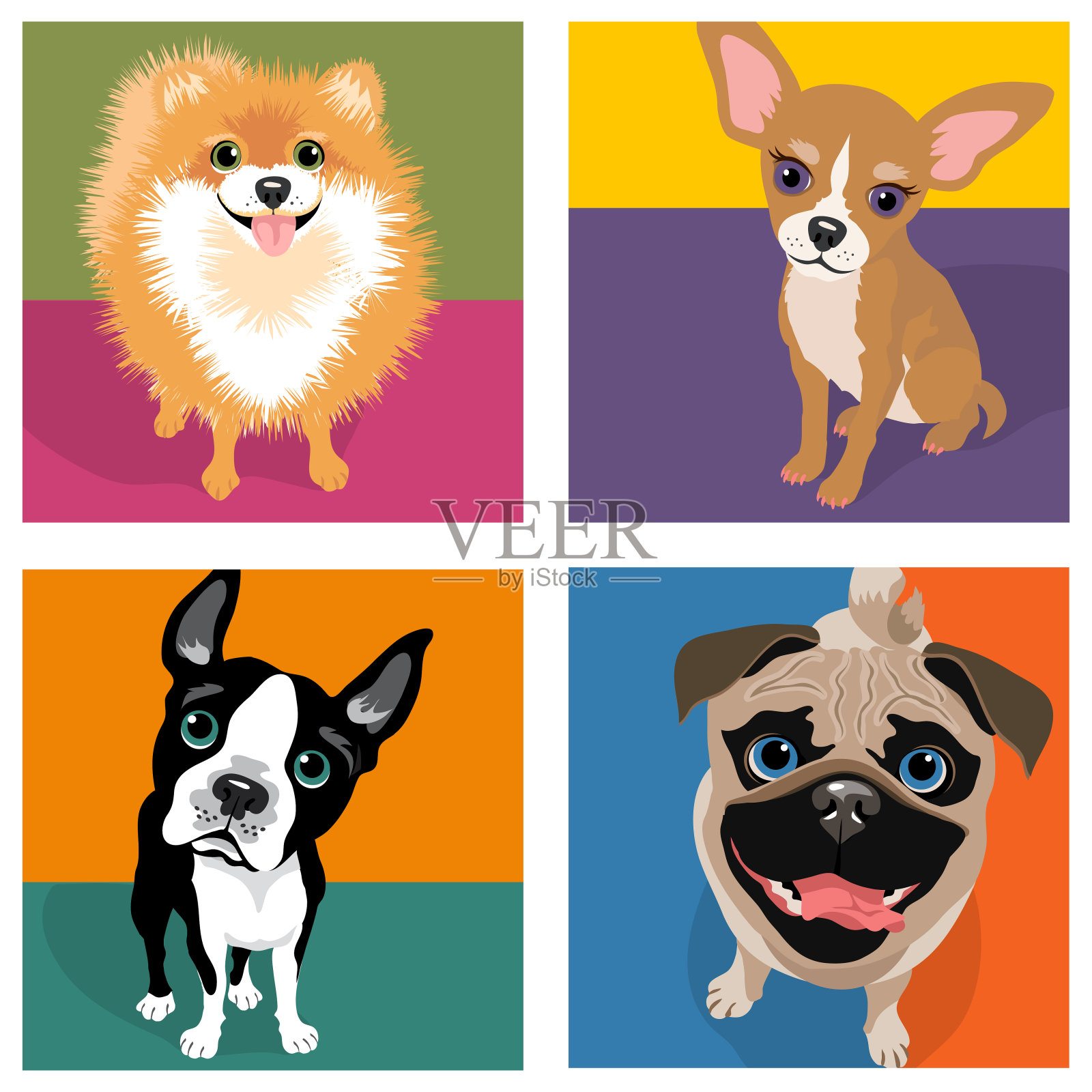 4种狗的卡通漫画。博美，吉娃娃，波士顿梗，帕格犬。插画图片素材