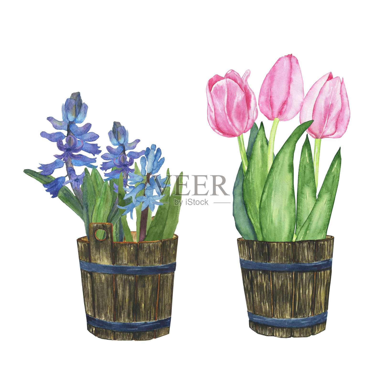 蓝色的风信子和粉红色的郁金香在木桶孤立在白色的背景。水彩手绘插图。弹簧设计用于打印。插画图片素材