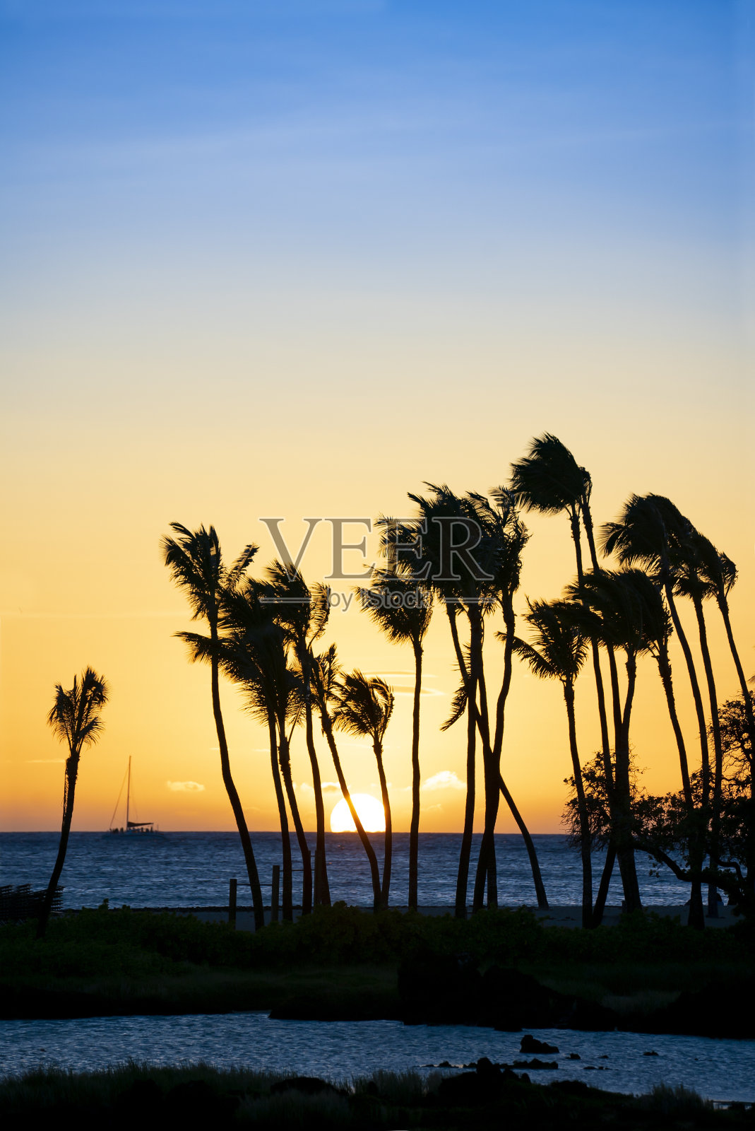 夏威夷大岛度假村日落与高大的棕榈树和复制空间照片摄影图片