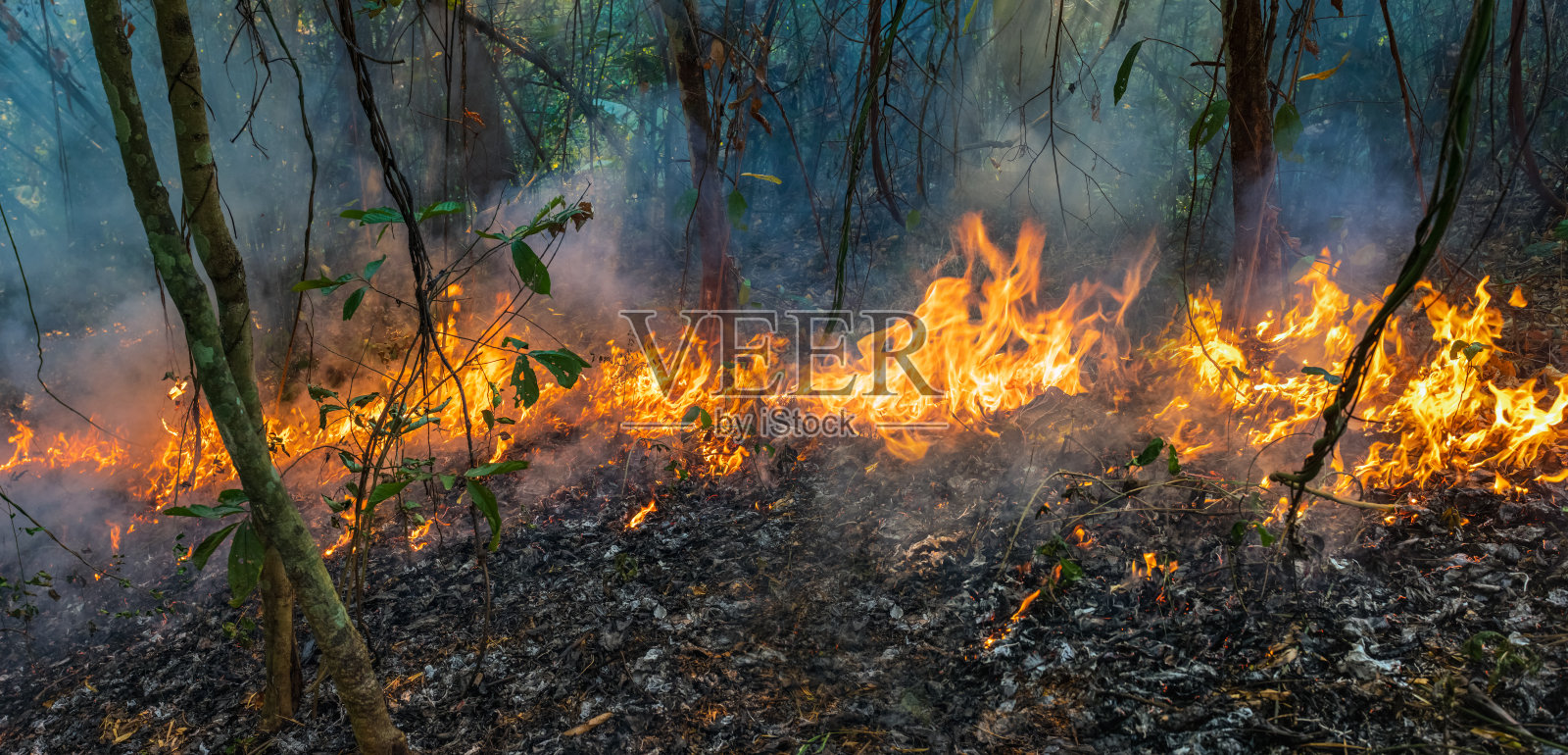 森林火灾主要是地表火灾，沿地面蔓延照片摄影图片