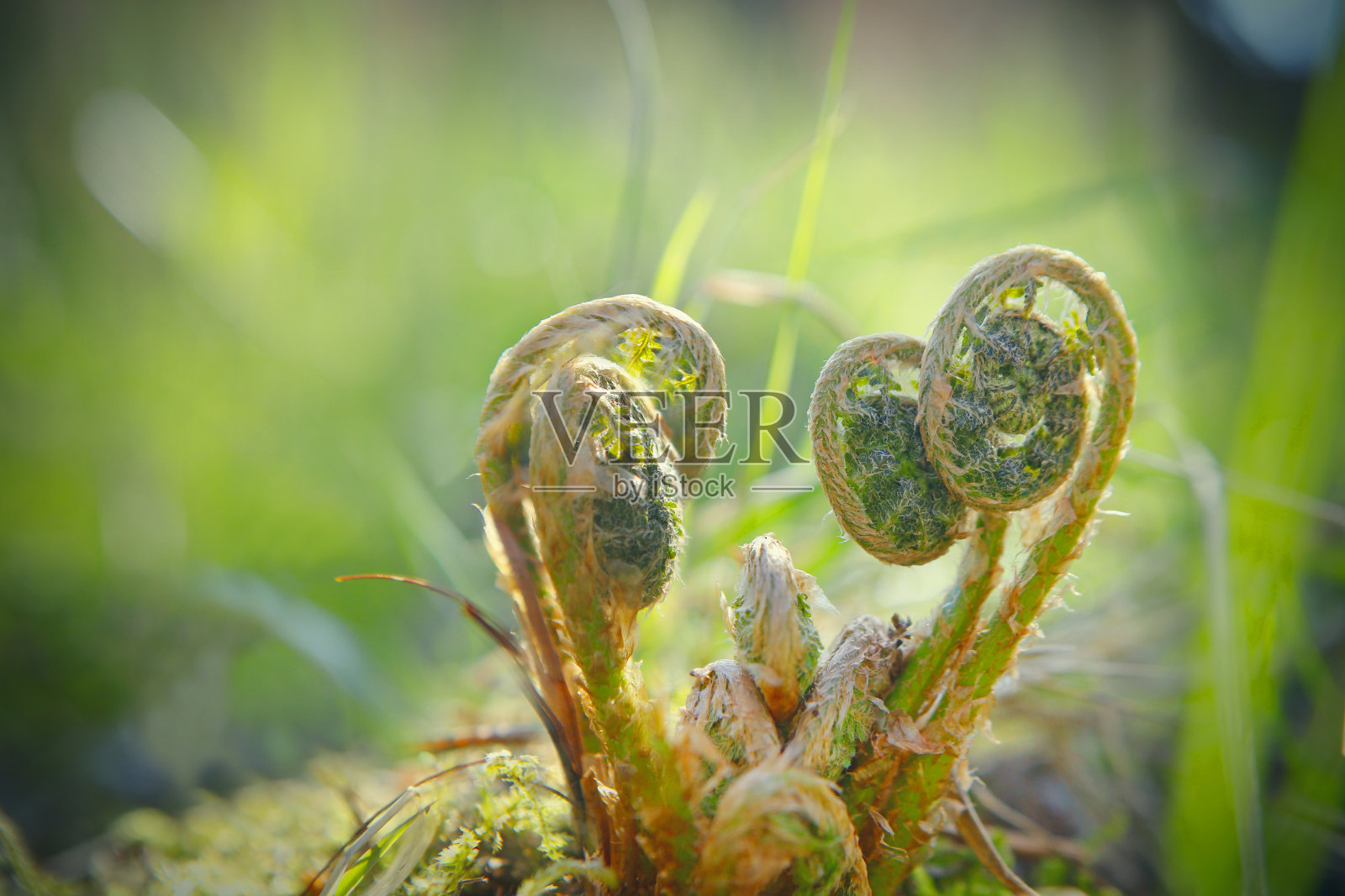 年轻的蕨类植物照片摄影图片