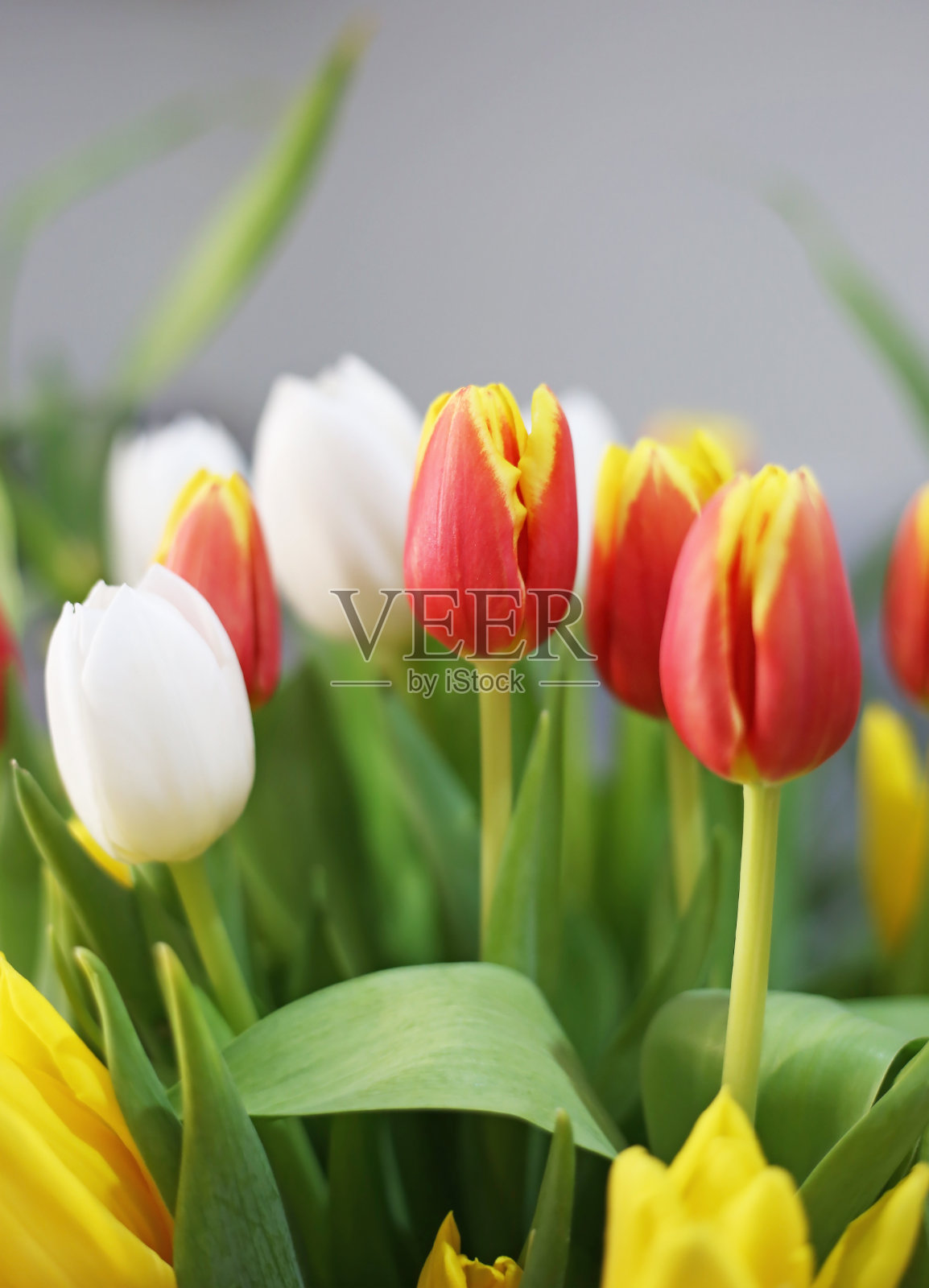 盛开的郁金香花-红色，黄色和白色的颜色照片摄影图片