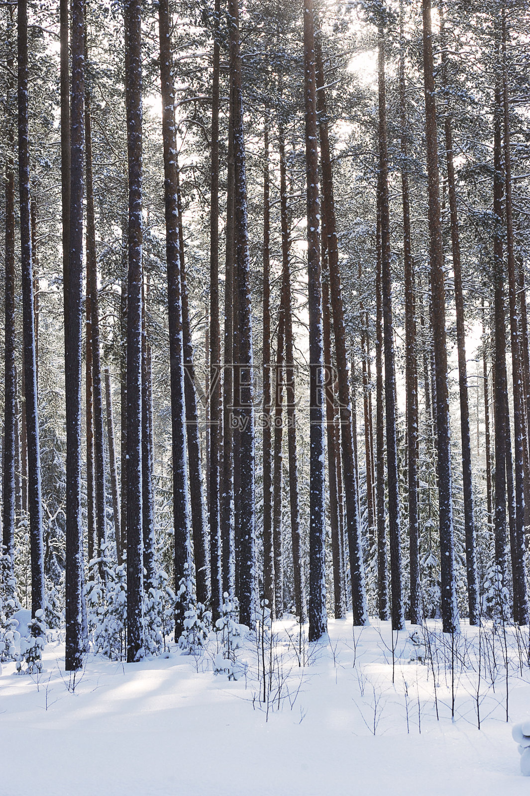冬季景观-冬季降雪后的森林照片摄影图片