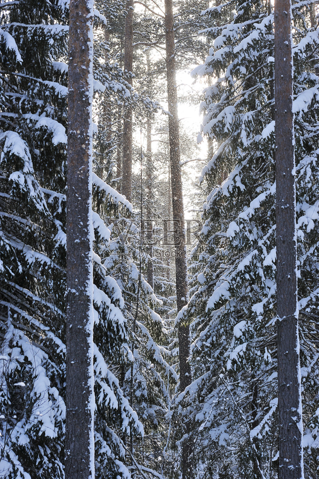 冬季景观-冬季降雪后的森林照片摄影图片