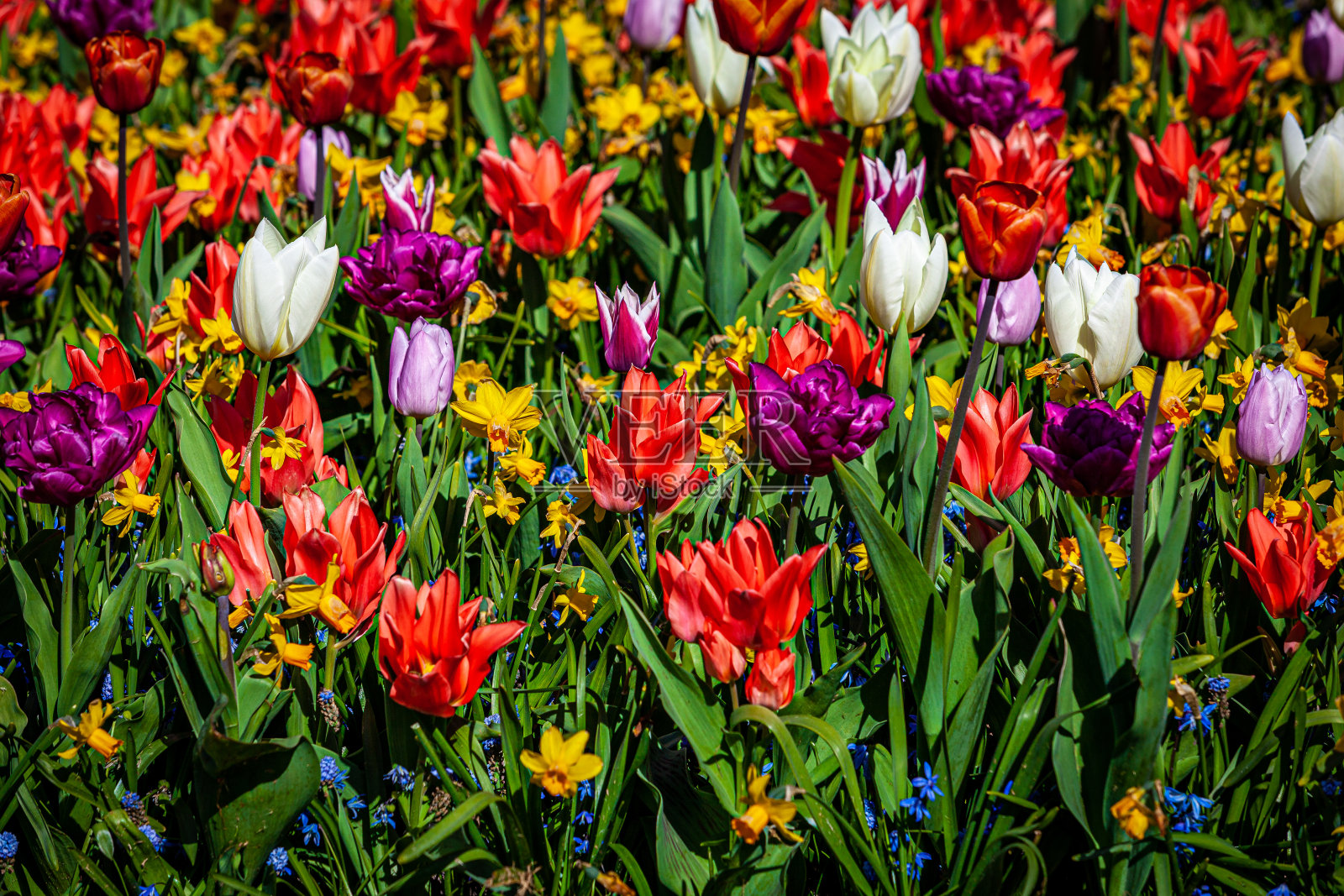 郁金香在令人惊叹的春天花园细节。美丽的春天的花朵。照片摄影图片