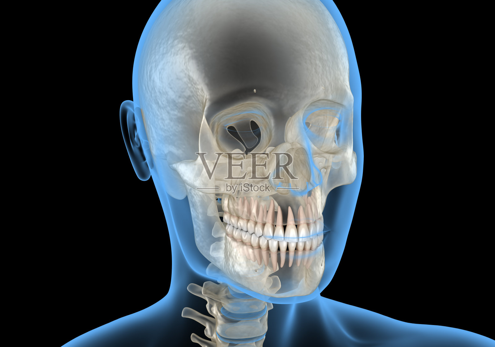 人的头在x光视图。医用精准3D插图照片摄影图片