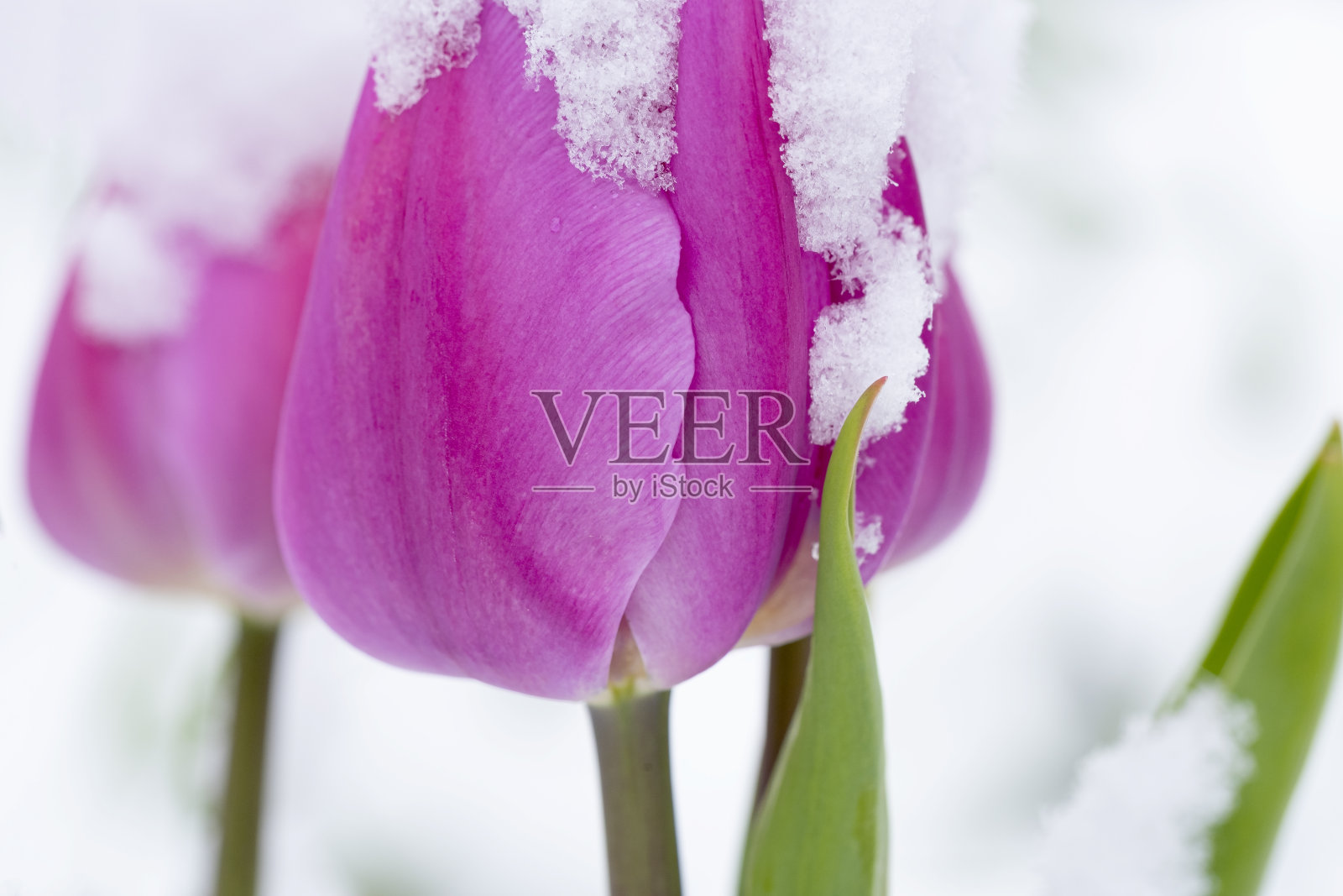 白雪覆盖的紫色郁金香照片摄影图片