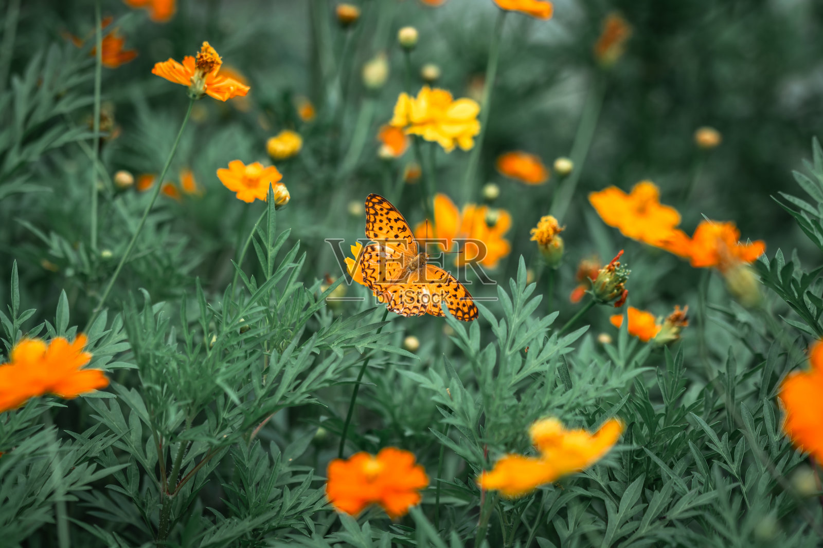 蝴蝶在宇宙花田自然花园照片摄影图片