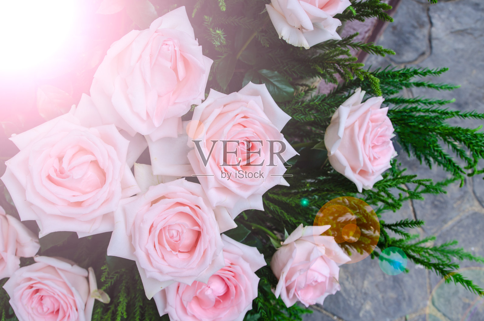 美丽的白色玫瑰与镜头光晕照片摄影图片