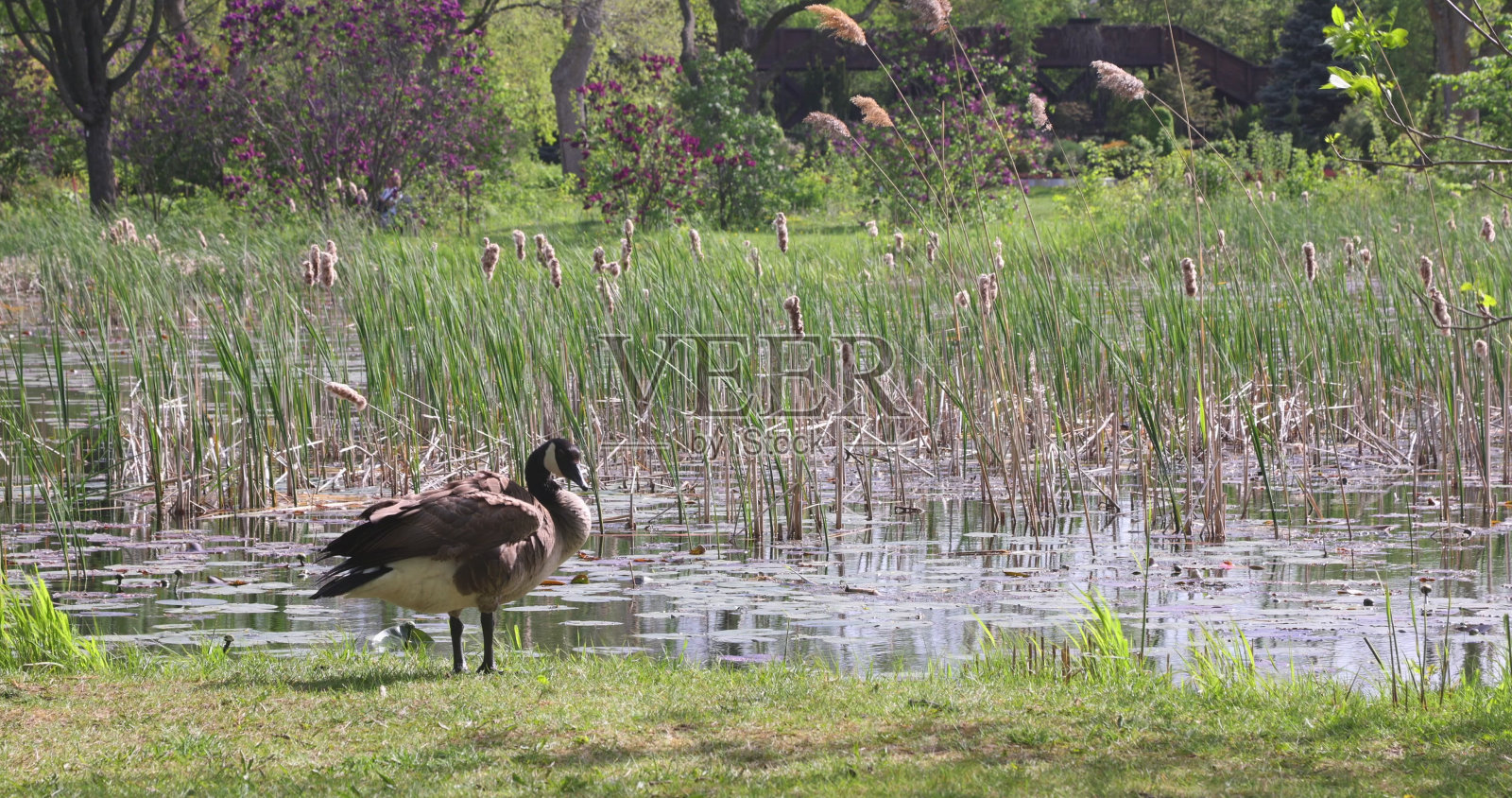 在沼泽池塘边清理的加拿大鹅照片摄影图片