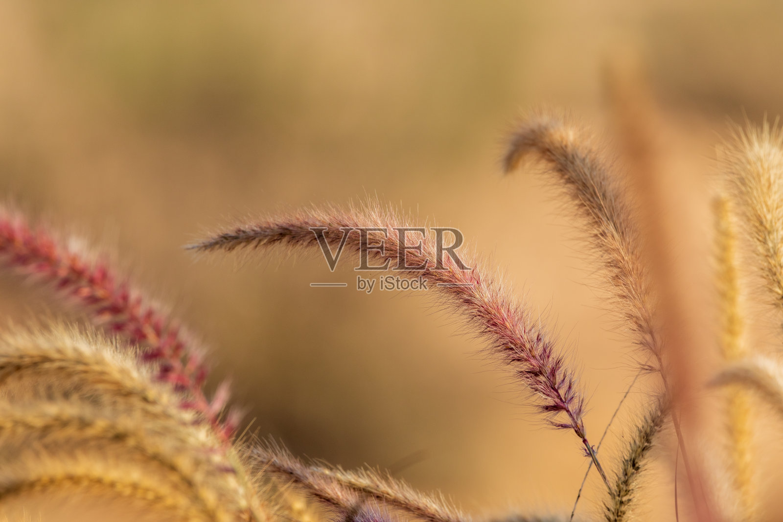 褐色蓬松草的茎照片摄影图片