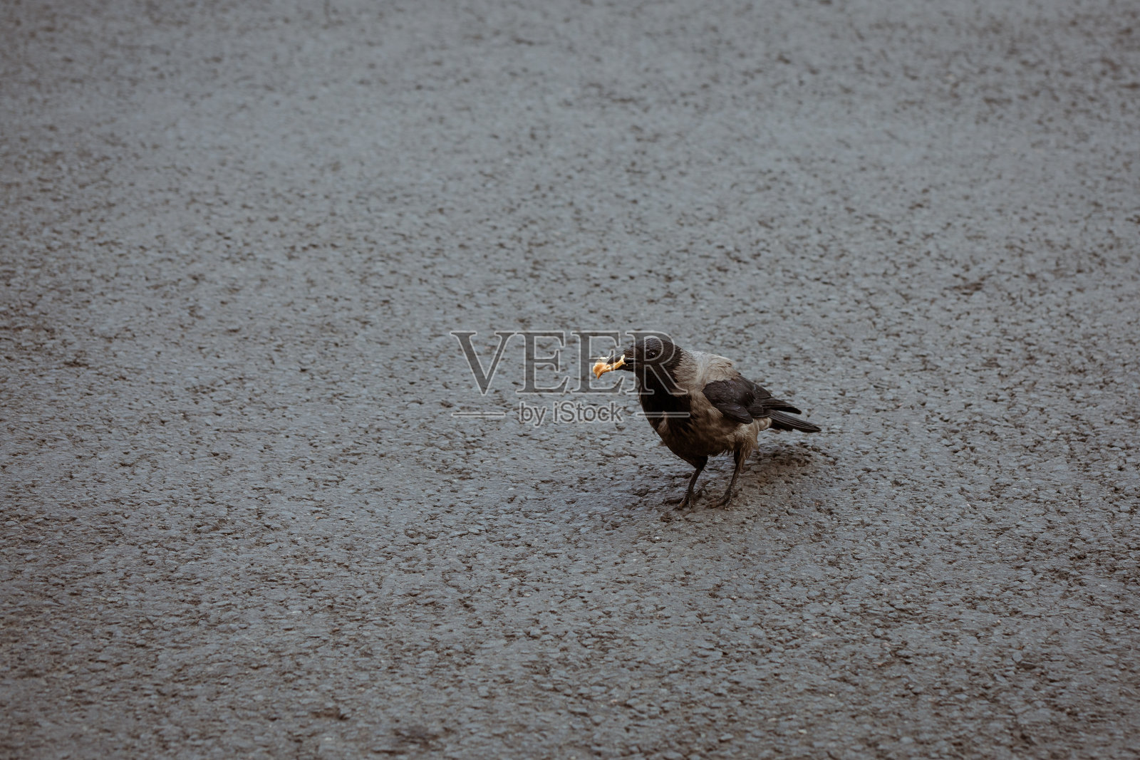 饥饿的乌鸦叼着一片面包站在人行道上照片摄影图片