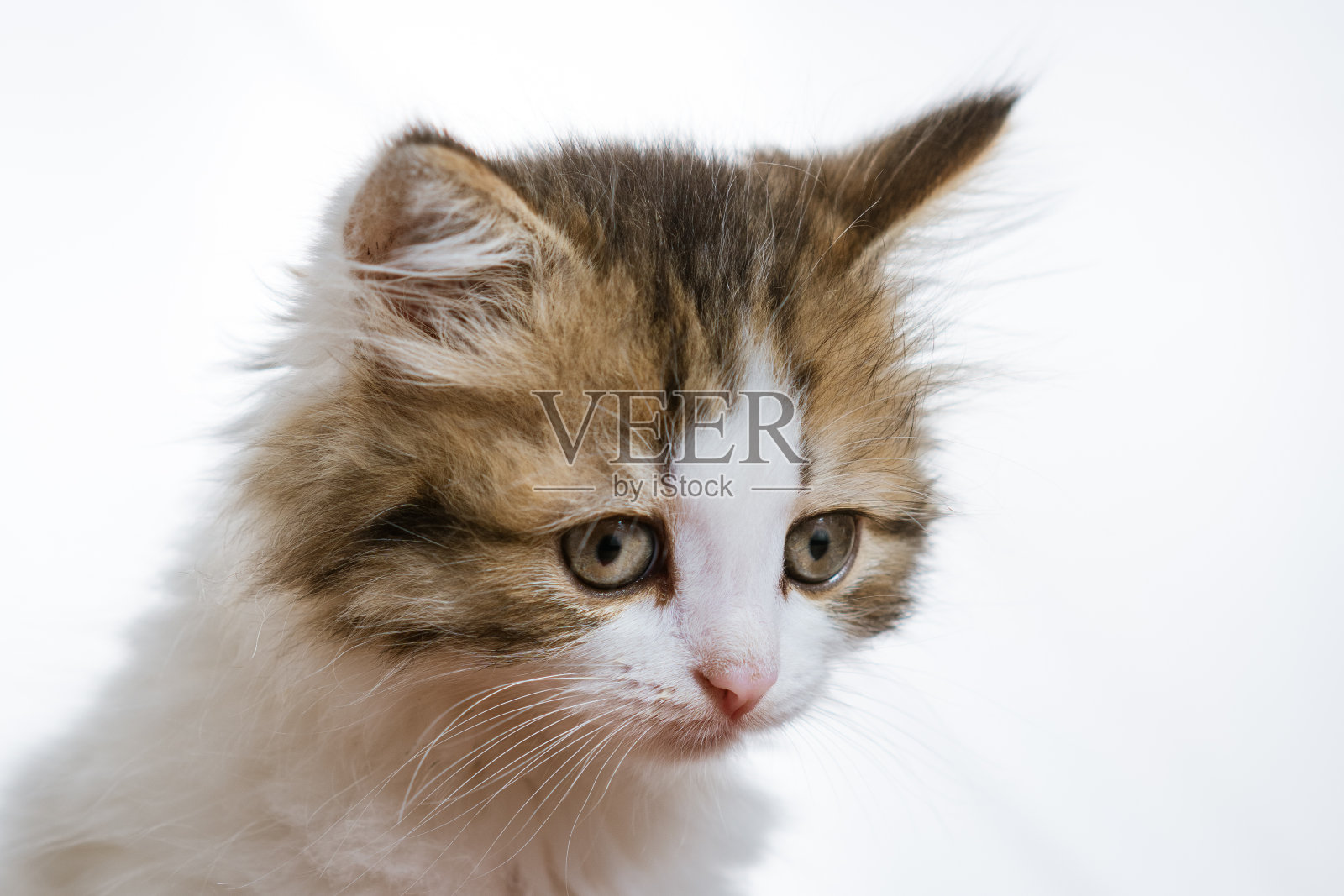 白色背景上的一个有趣的毛茸茸的小猫肖像照片摄影图片