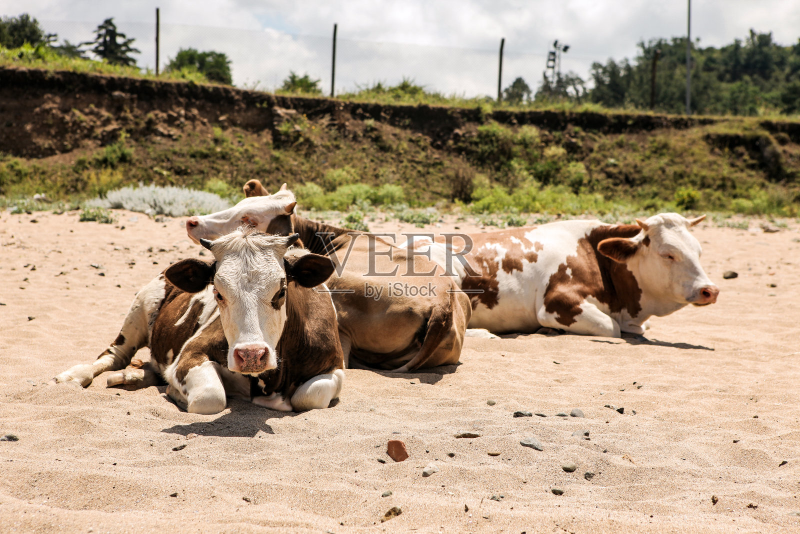 当天气变暖时，奶牛开始了海滩季节。照片摄影图片