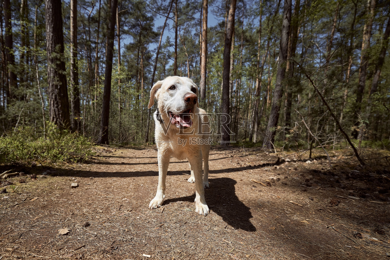 在森林小径上欢快的狗照片摄影图片